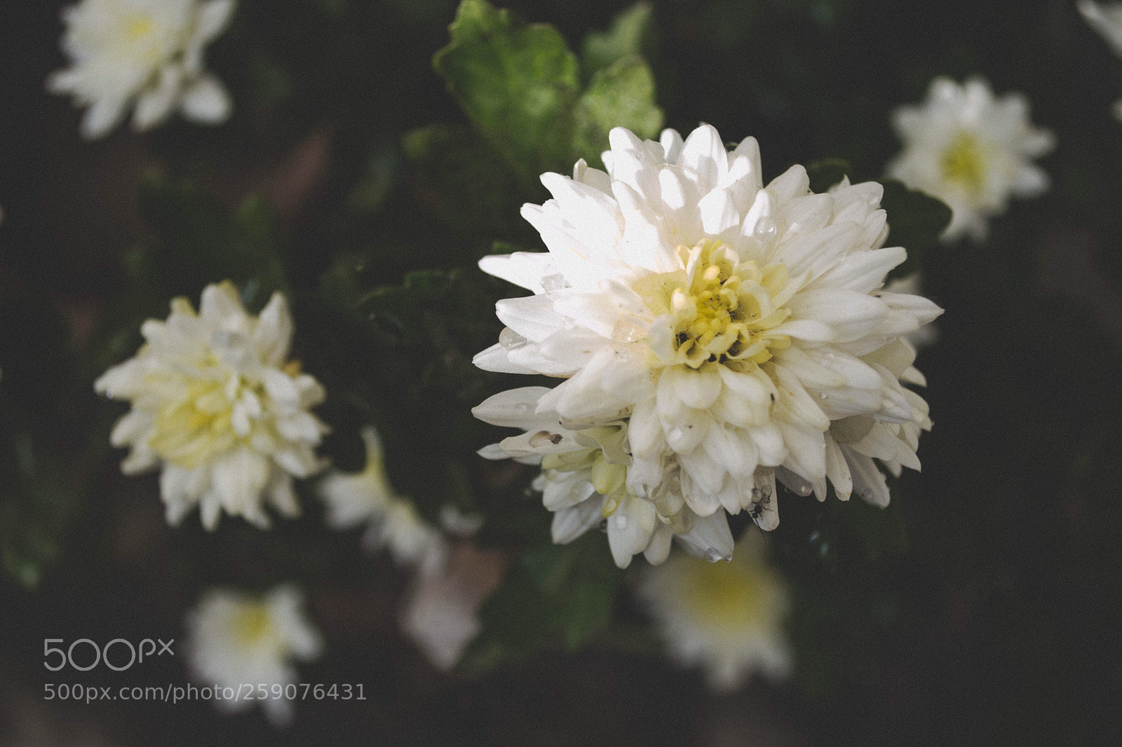 Nikon D3100 sample photo. Flower photography