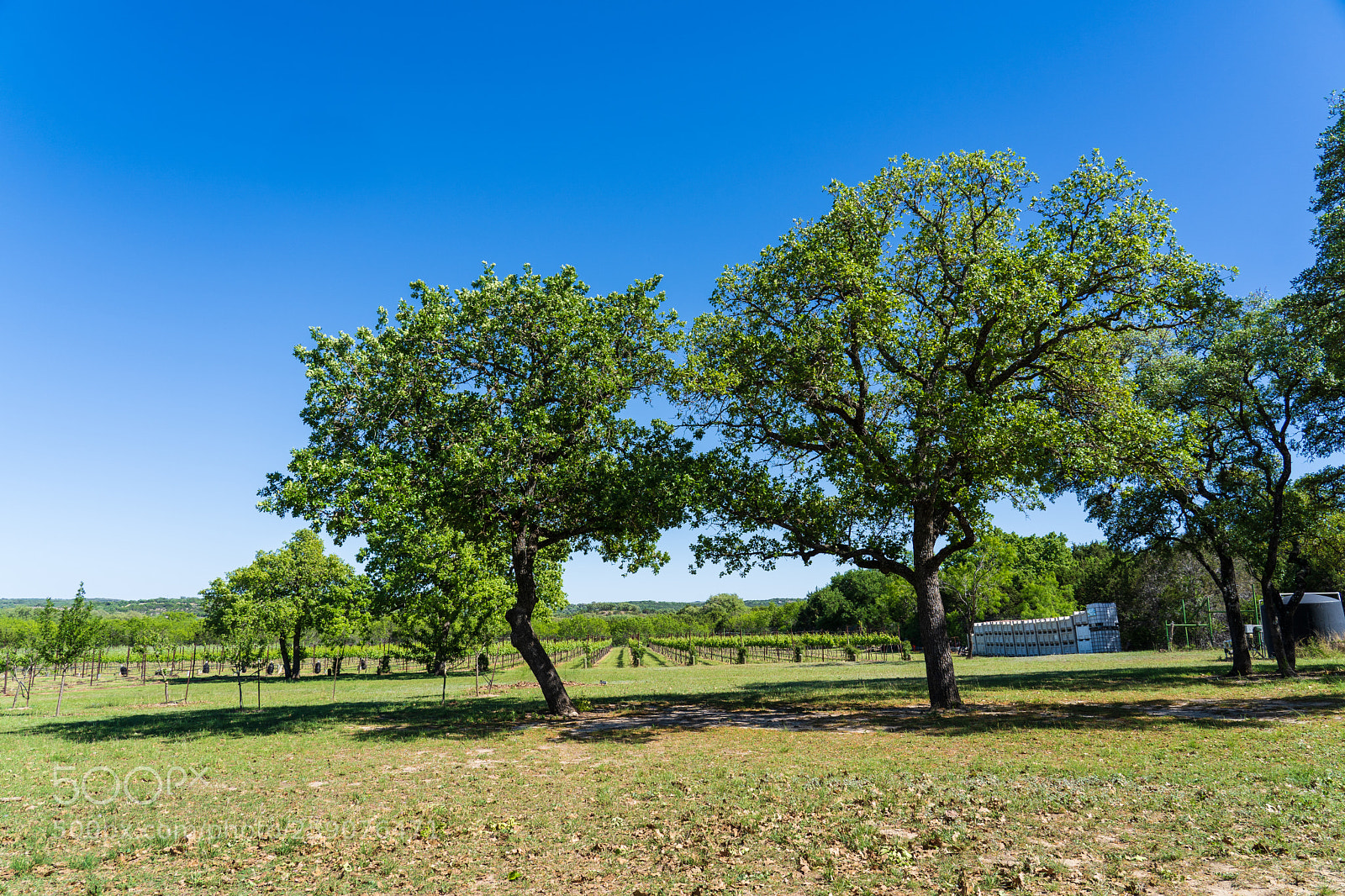 Sony a7 III sample photo. Westcave cellars photography