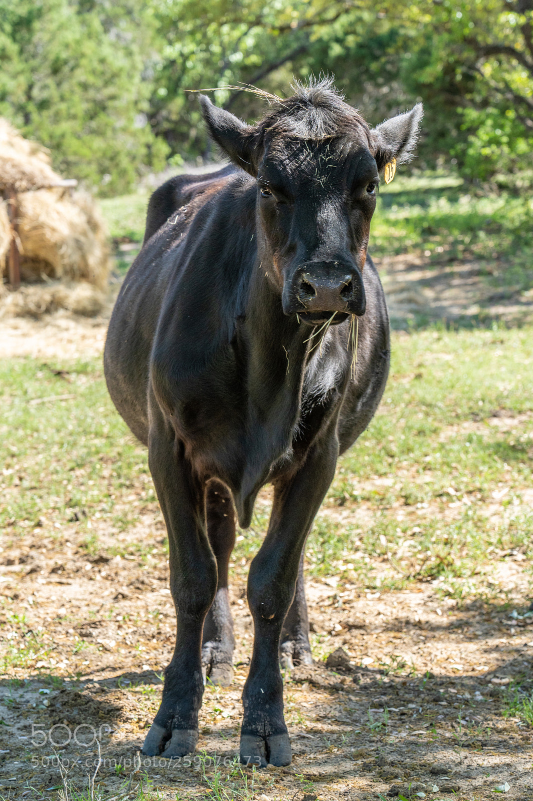 Sony a7 III sample photo. Westcave cellars photography