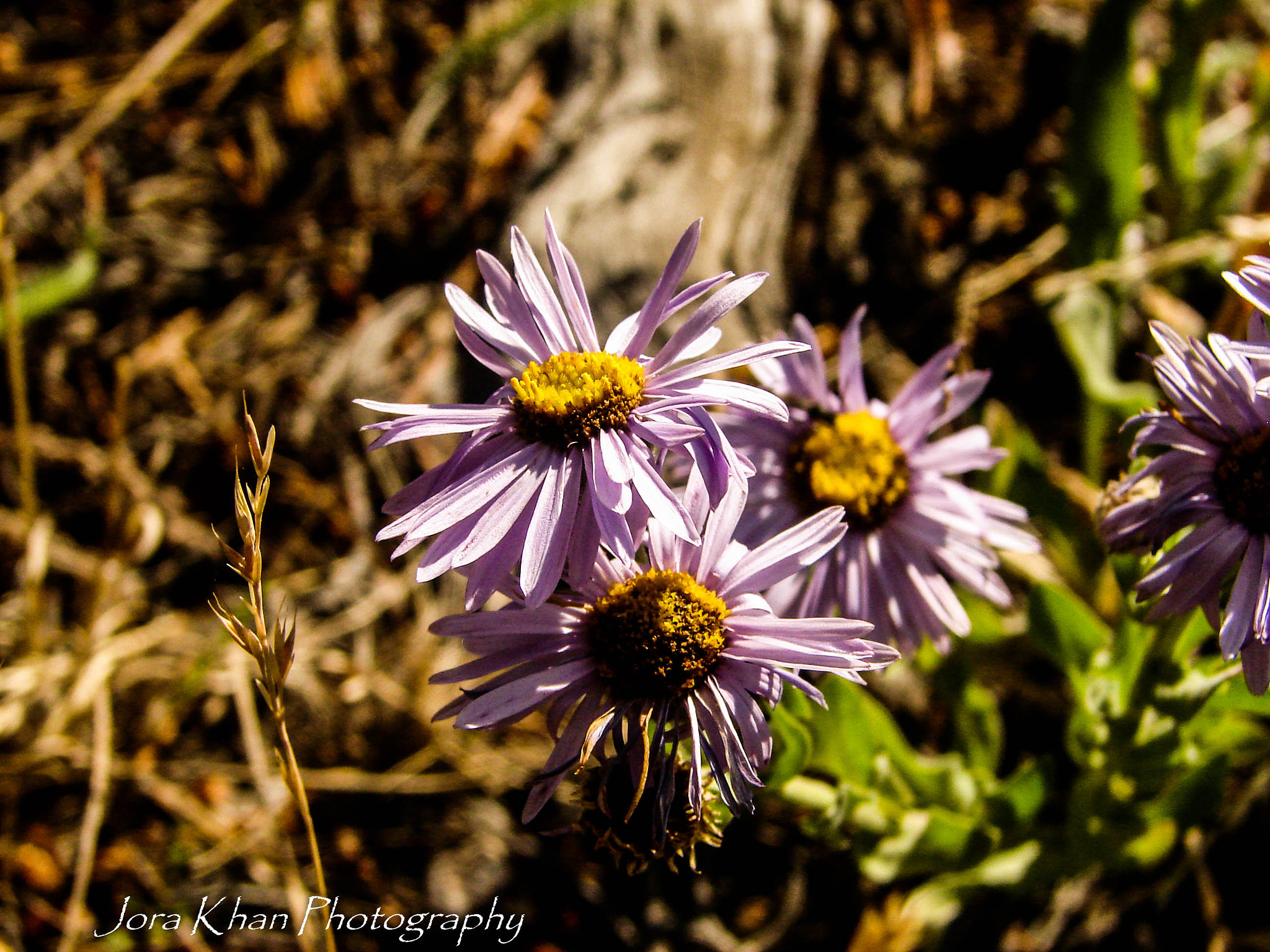 Sony DSC-H1 sample photo. Fall daisies photography