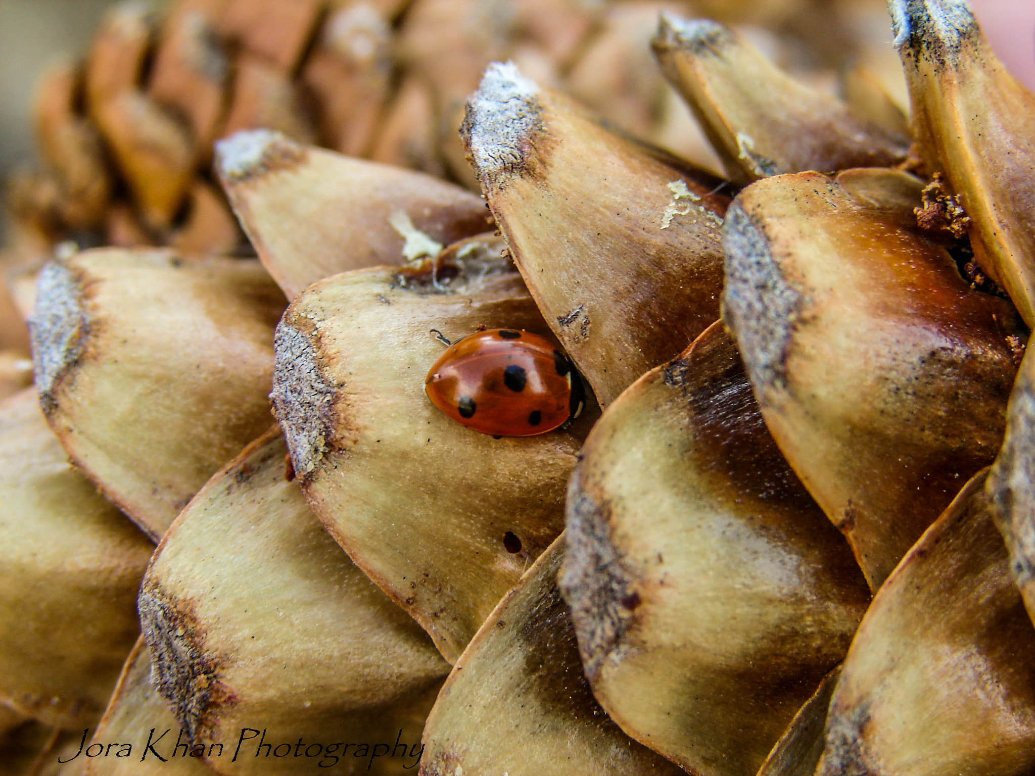 Sony DSC-H1 sample photo. Pine cone queen photography