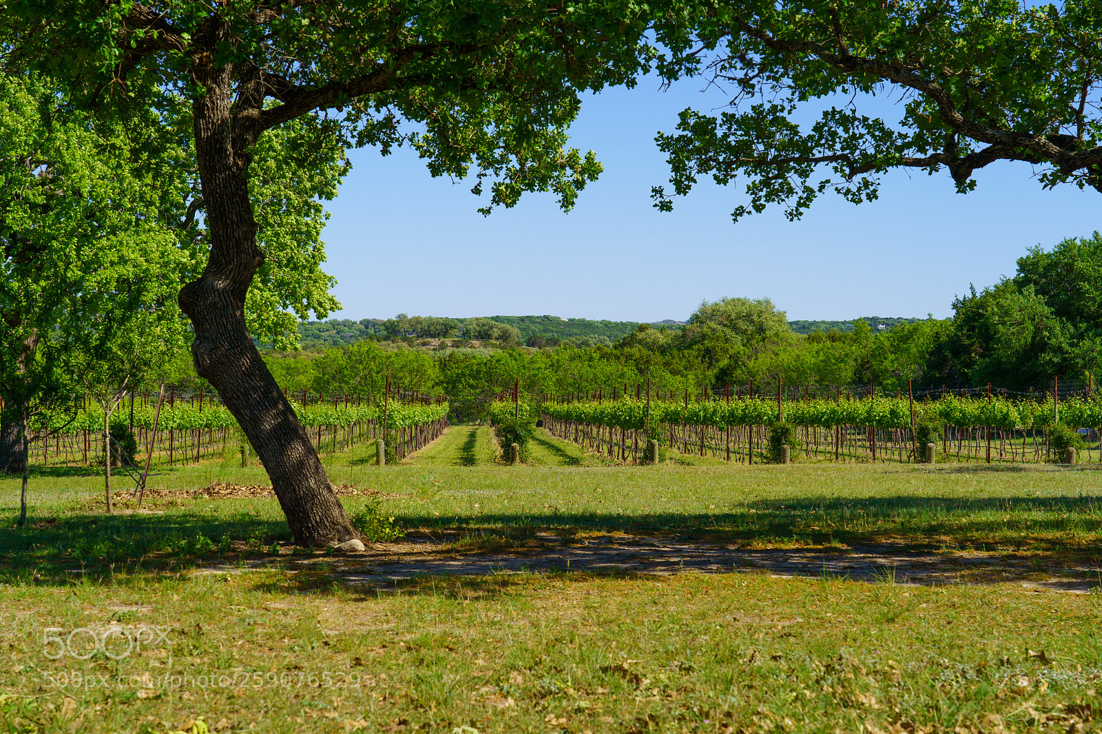 Sony a7 III sample photo. Westcave cellars photography