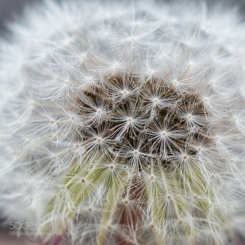 Leica Q (Typ 116) sample photo. Little flower photography