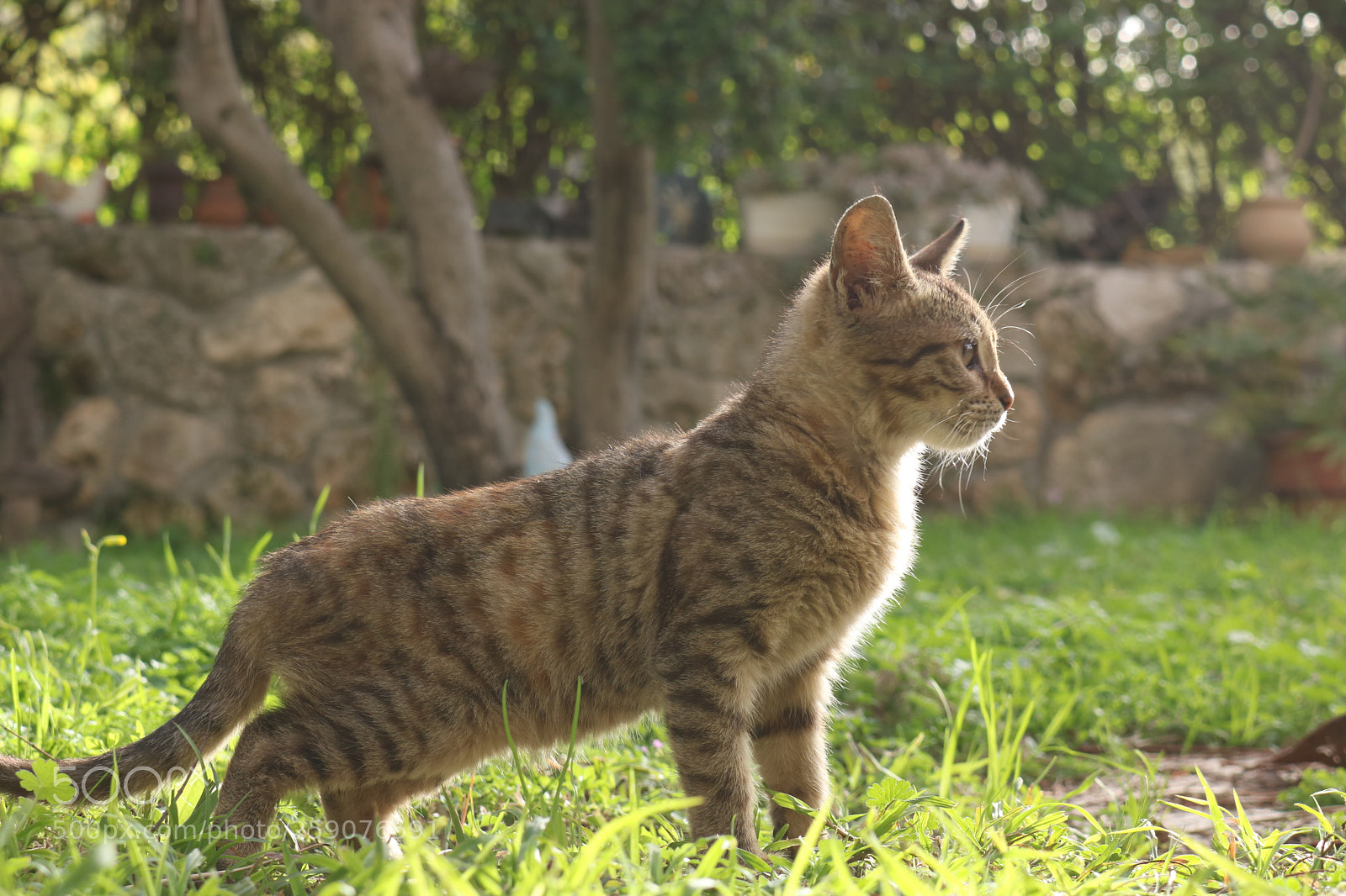 Canon EOS 750D (EOS Rebel T6i / EOS Kiss X8i) sample photo. Sun cat photography