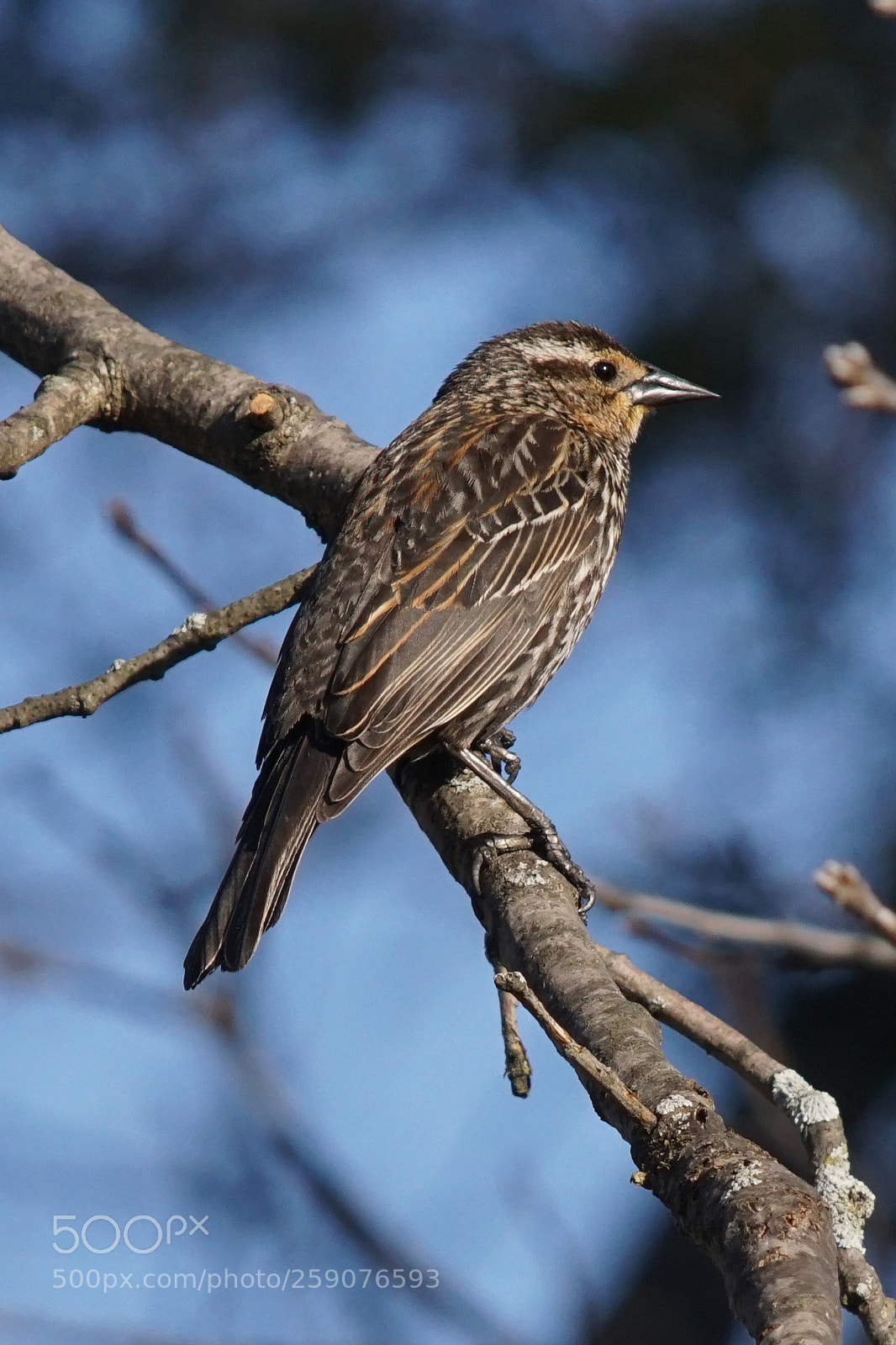 Sony ILCA-77M2 sample photo. Mrs. red wing blackbird photography