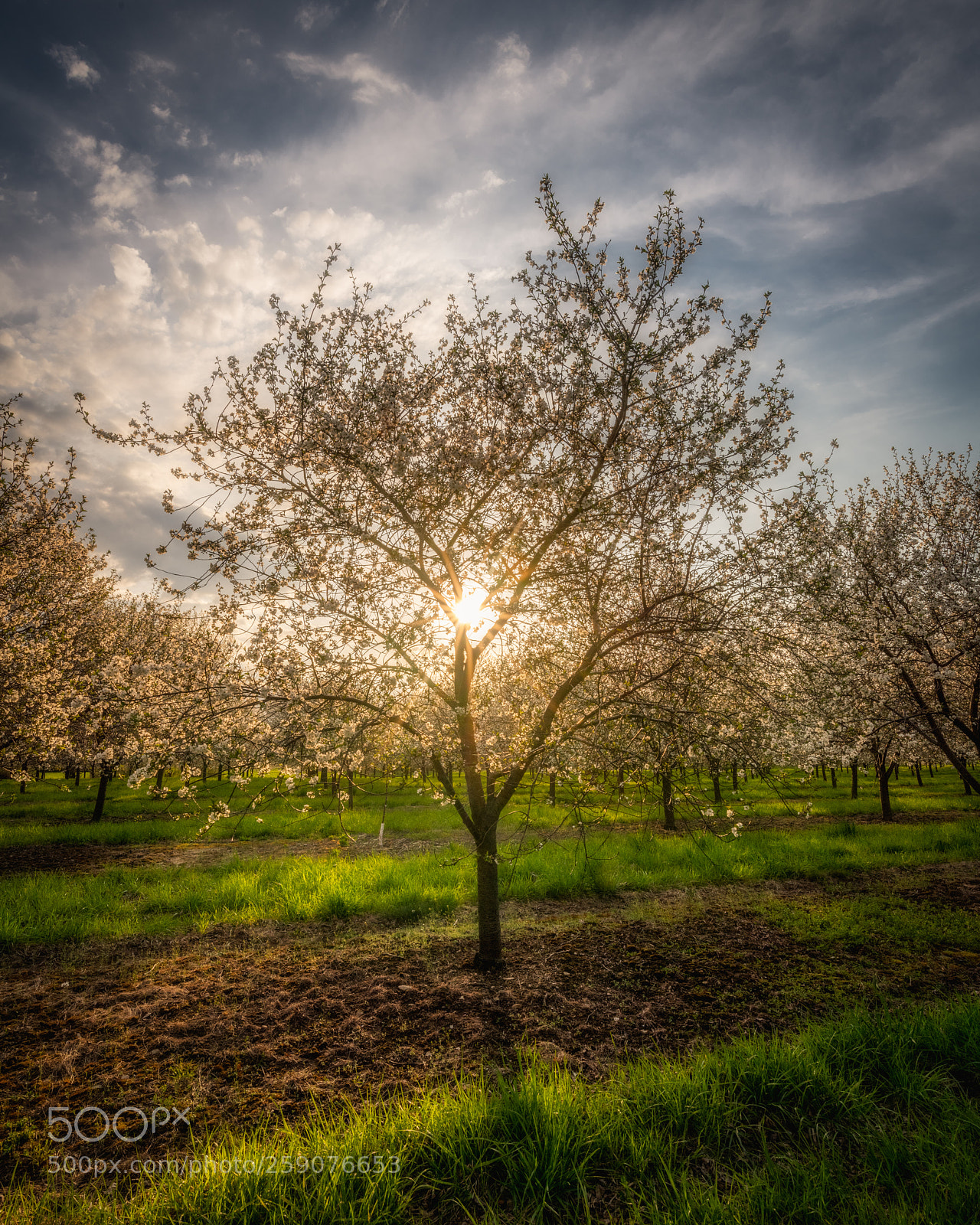 Nikon D850 sample photo. Cherry blossom light photography