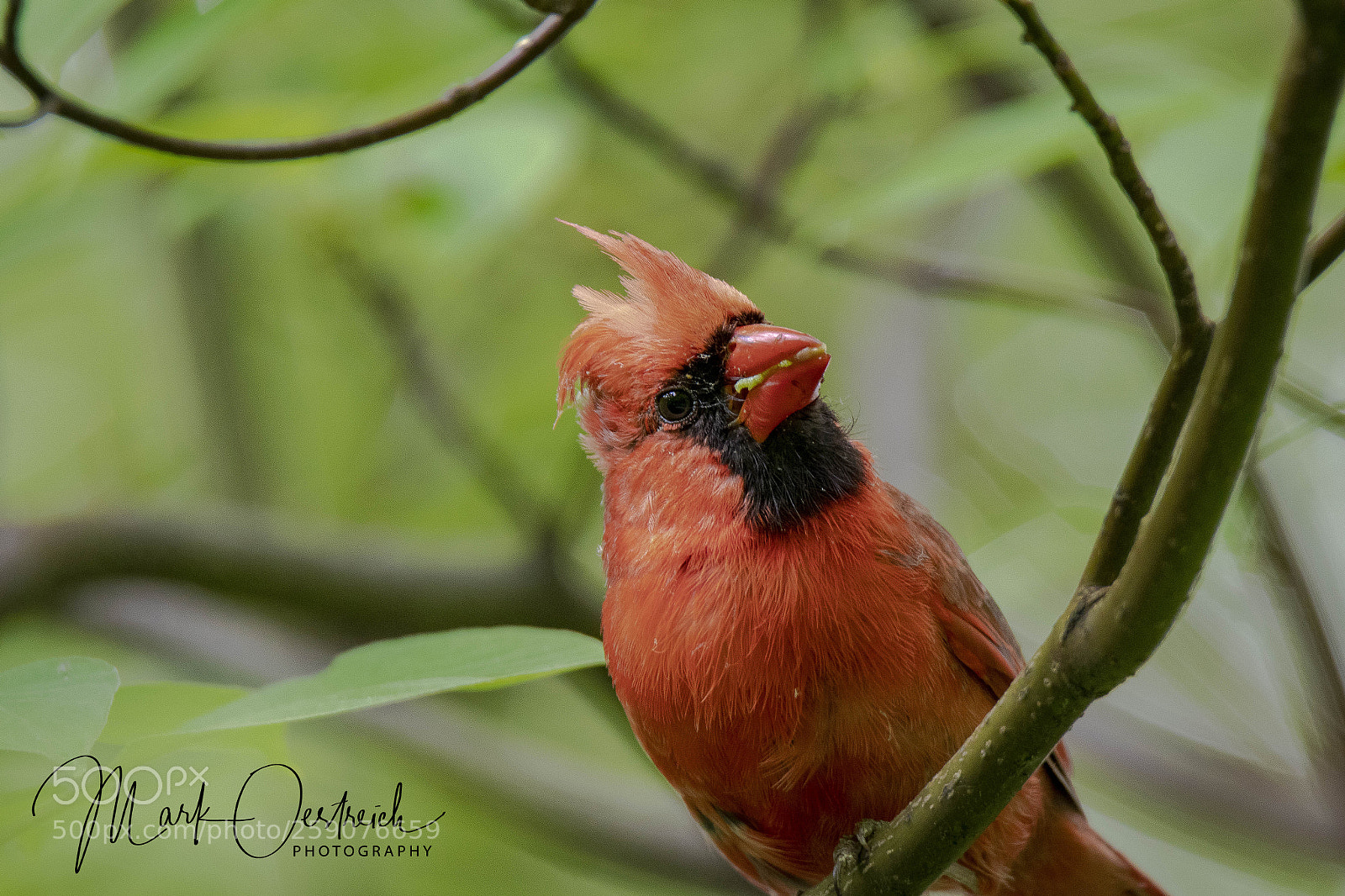 Canon EOS 80D sample photo. Northern cardinal photography