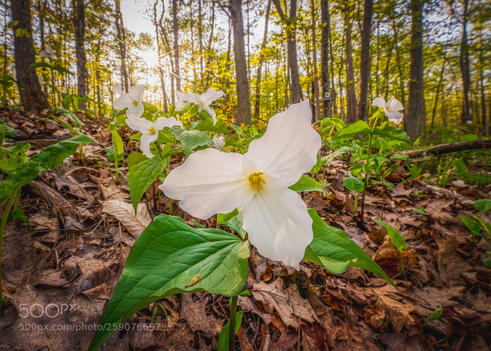 Nikon D850 sample photo. Spring trilliums photography