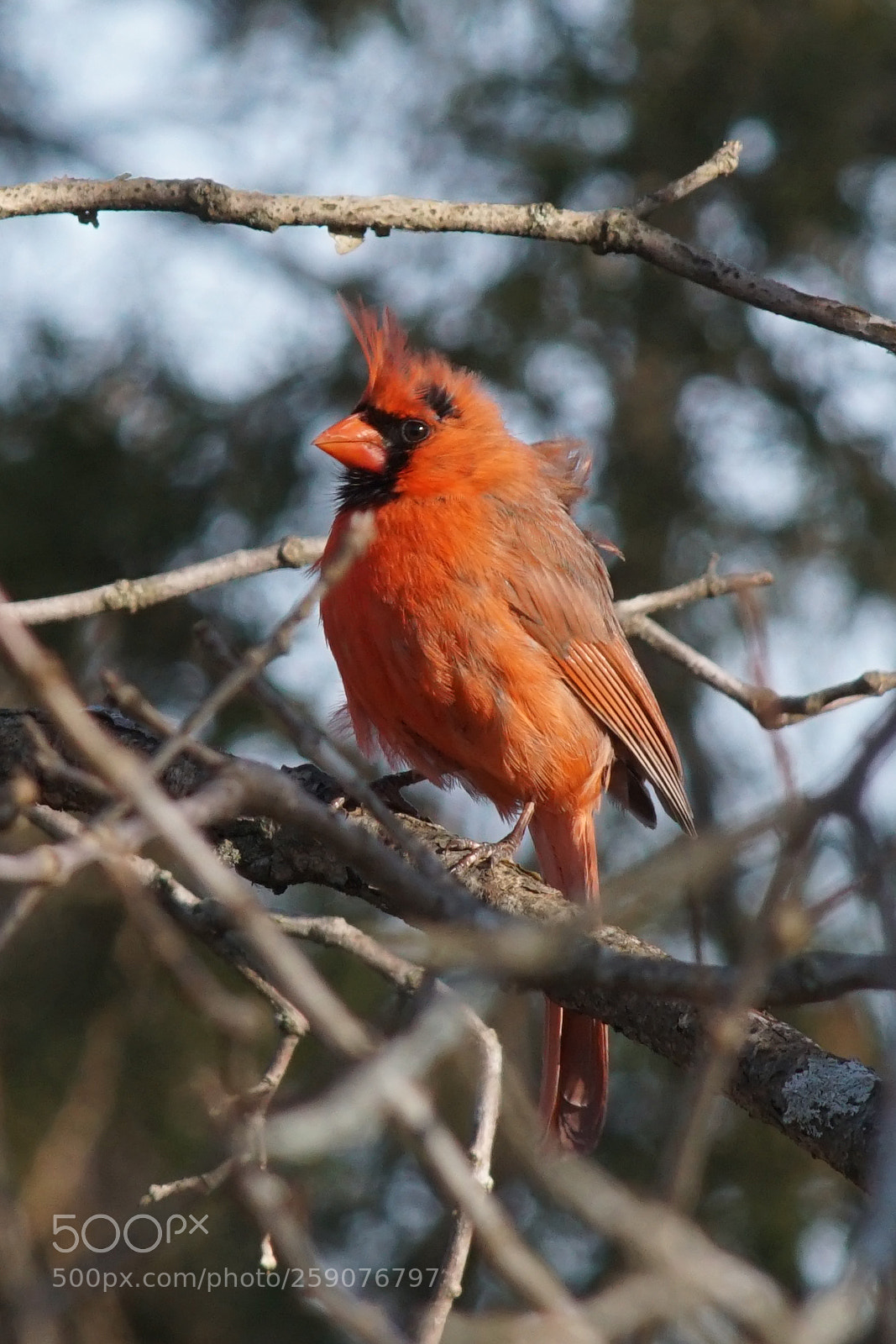 Sony ILCA-77M2 sample photo. Male cardinal photography