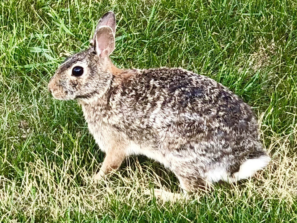 Apple iPhone X sample photo. Rabbit photography