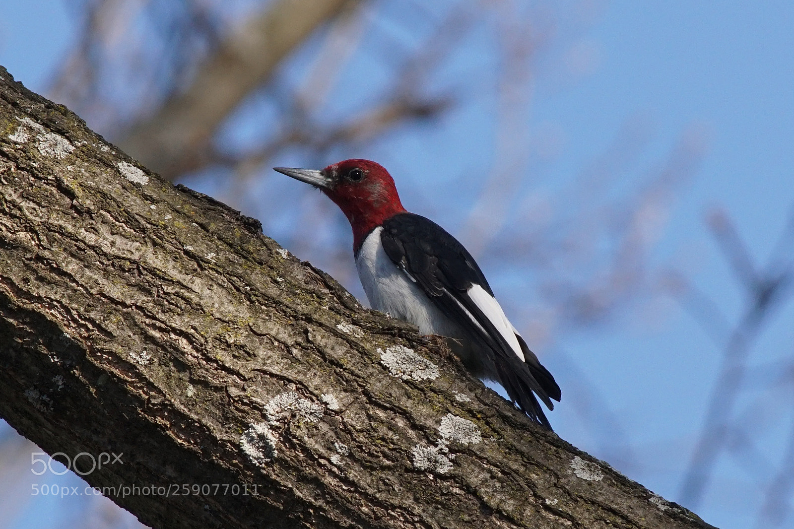 Sony ILCA-77M2 sample photo. Red headed woodpecker photography