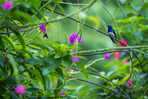 Canon EOS 7D sample photo. The bird and the photography