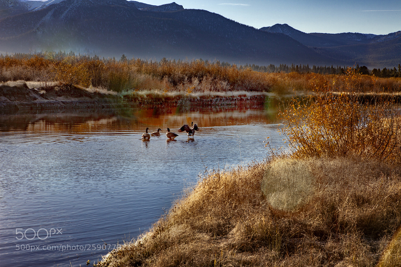 Canon EOS 5D Mark II sample photo. Bathing geese photography