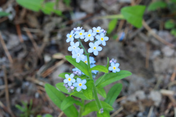 Canon EOS 750D (EOS Rebel T6i / EOS Kiss X8i) sample photo. Img photography