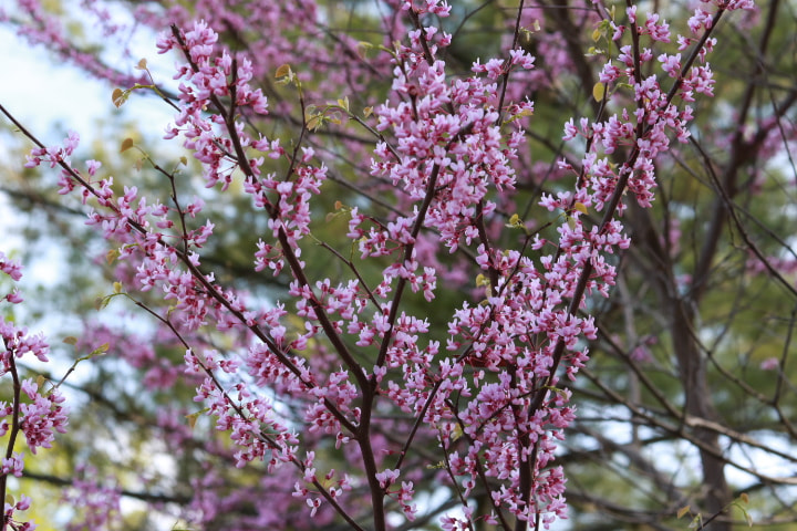Canon EOS 750D (EOS Rebel T6i / EOS Kiss X8i) sample photo. Img photography