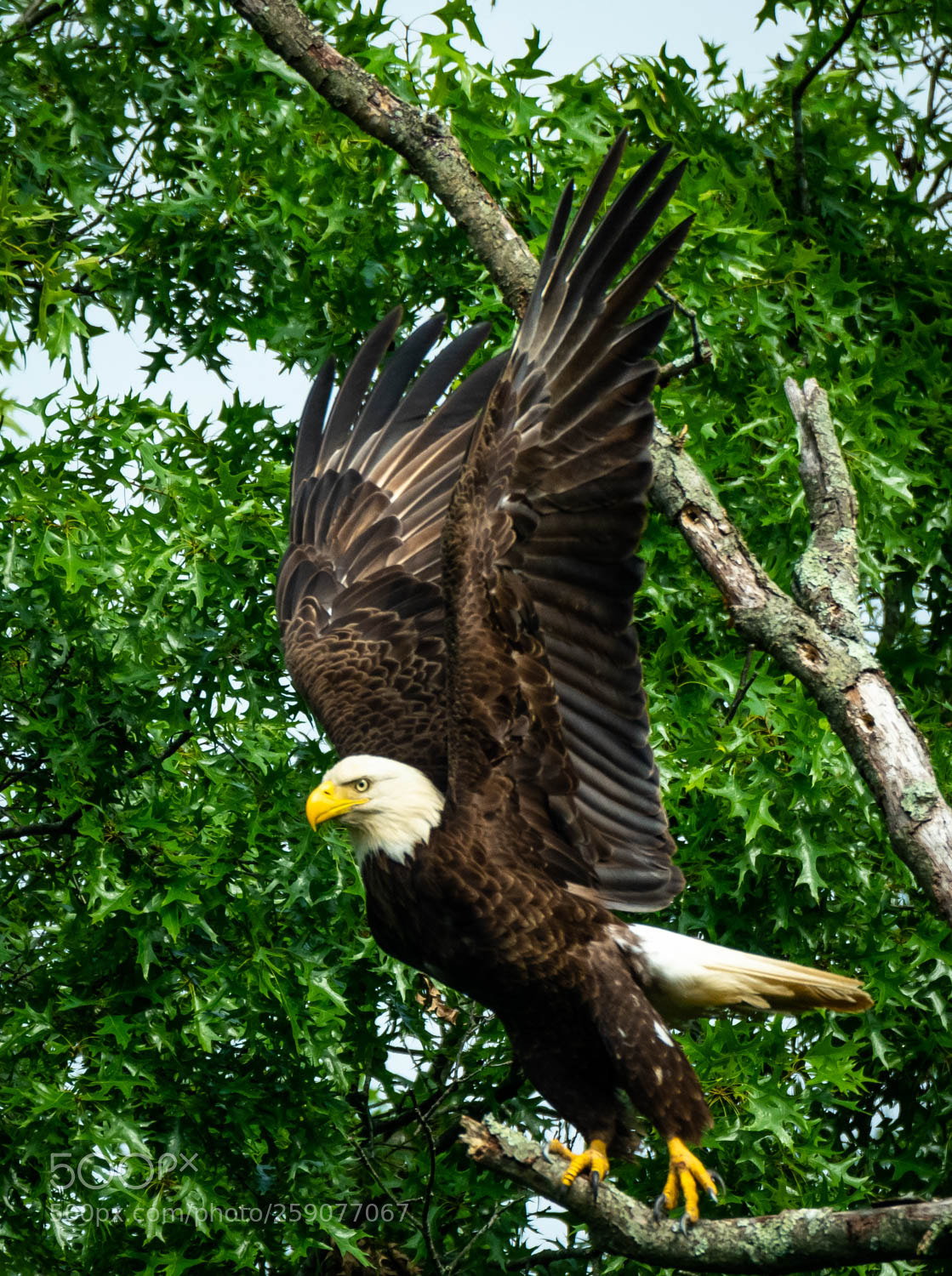 Nikon D850 sample photo. American bald eagle . indiana photography