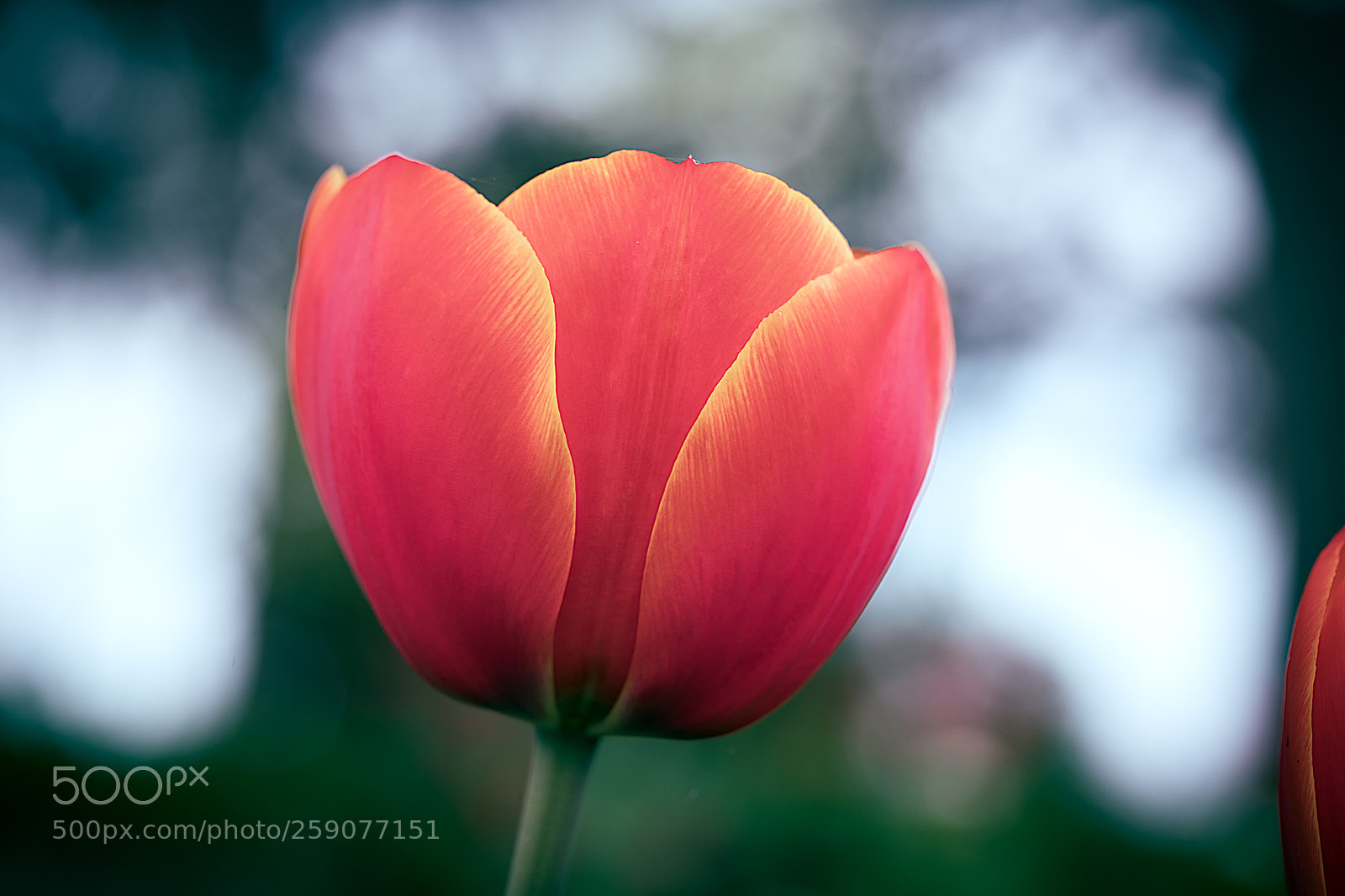 Canon EOS 5D Mark IV sample photo. Tulip photography