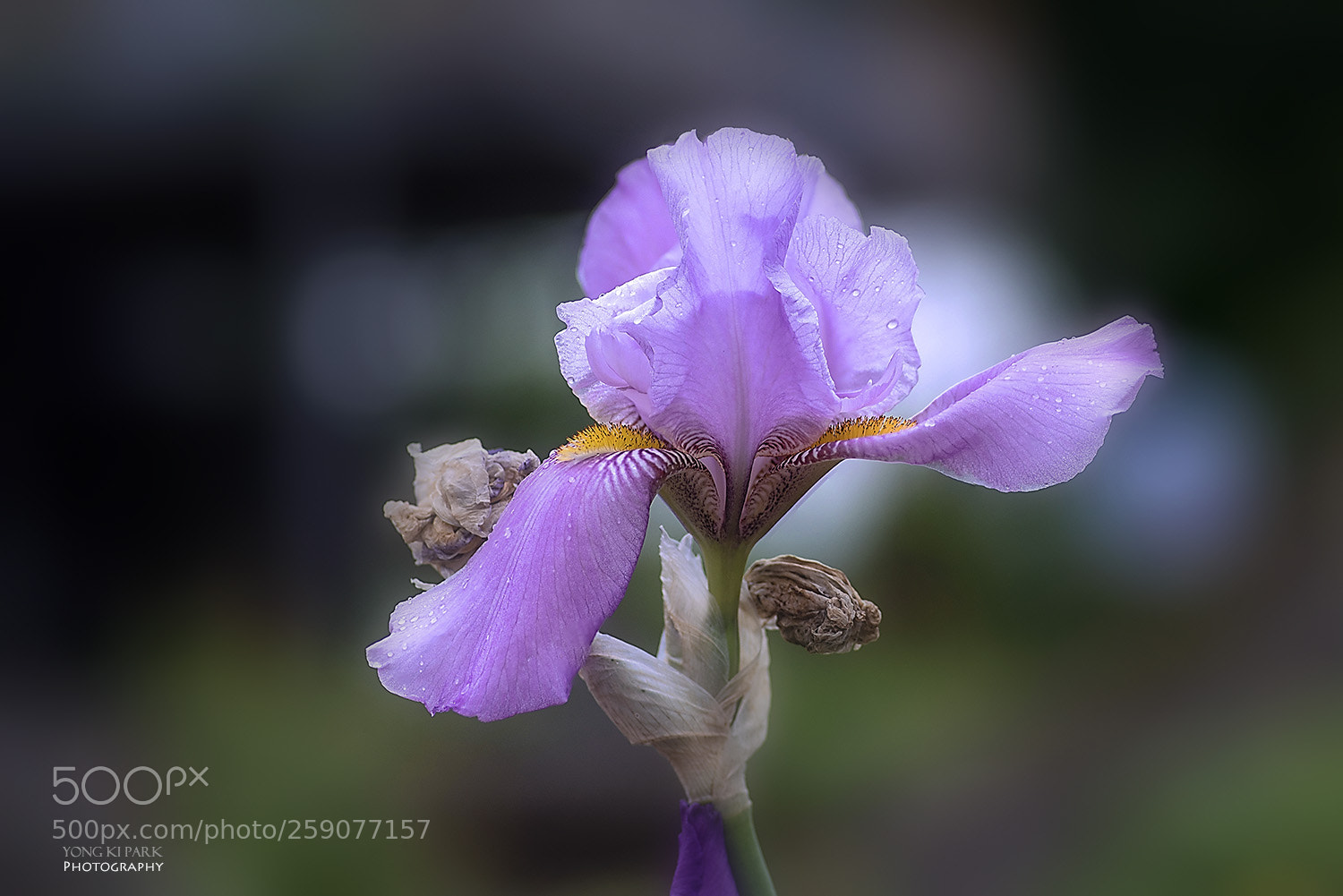Pentax K-1 sample photo. Dreaming with flowers-6 photography