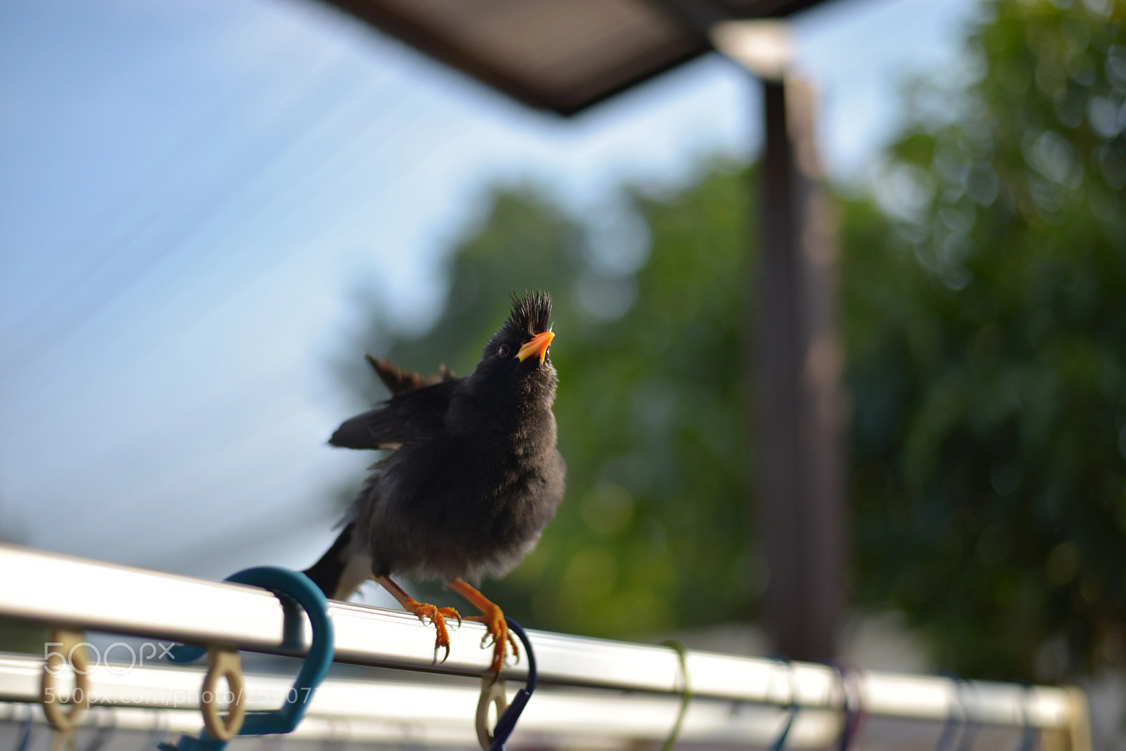 Nikon D610 sample photo. Furby bird photography