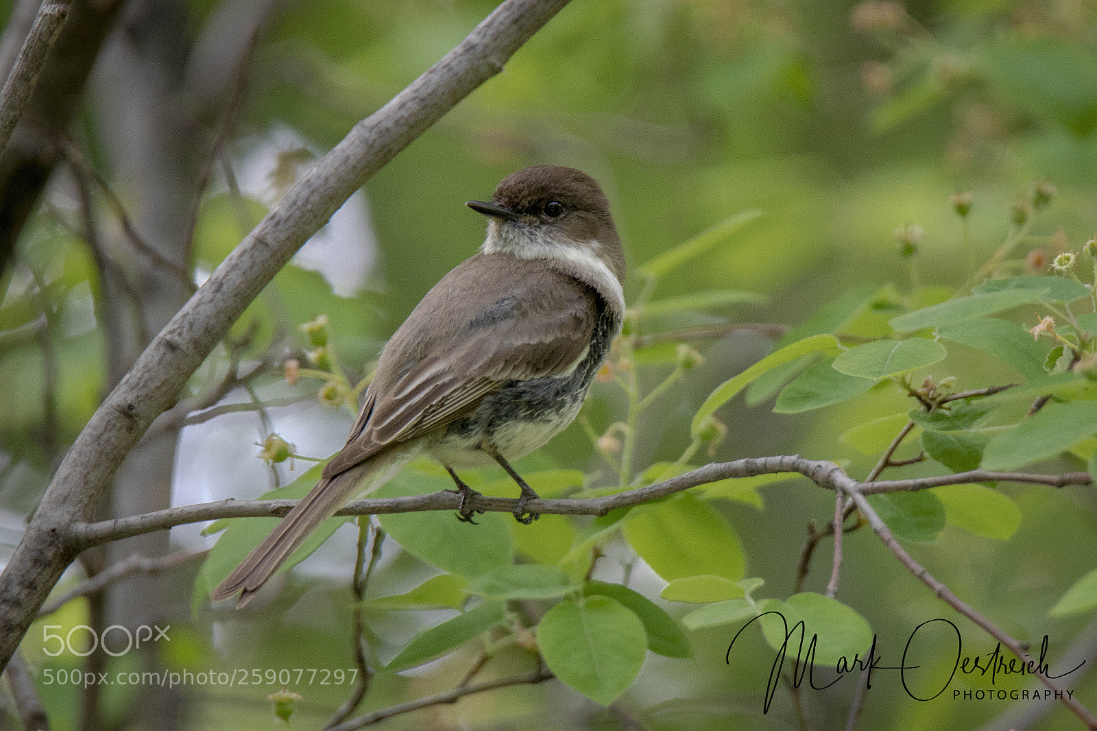 Canon EOS 80D sample photo. Eastern phoebe photography