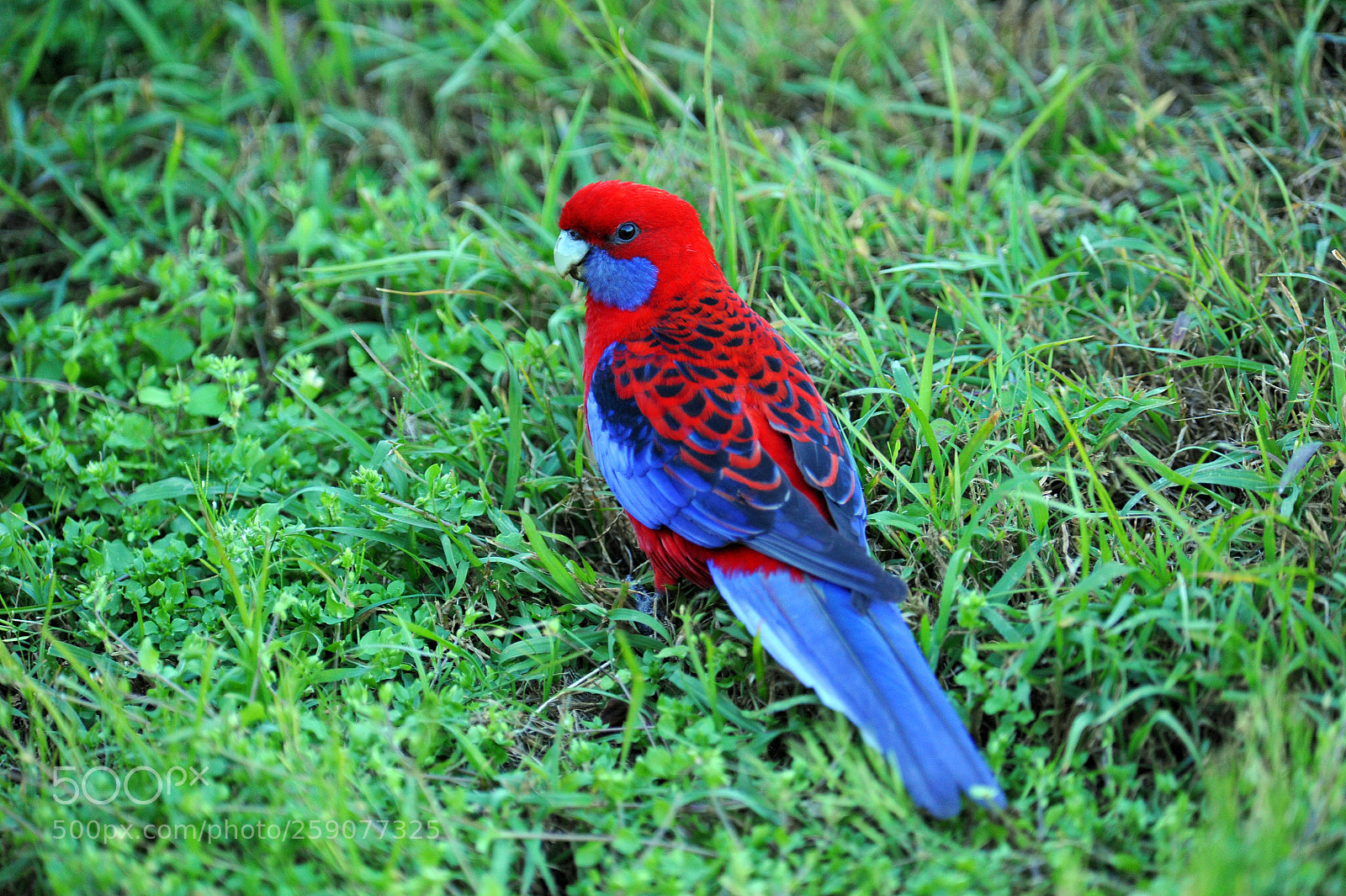 Nikon D700 sample photo. Crimson rosella in backyard photography