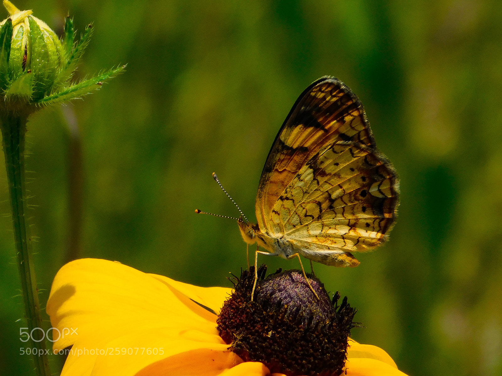 Nikon Coolpix B500 sample photo. Pearl crescent photography