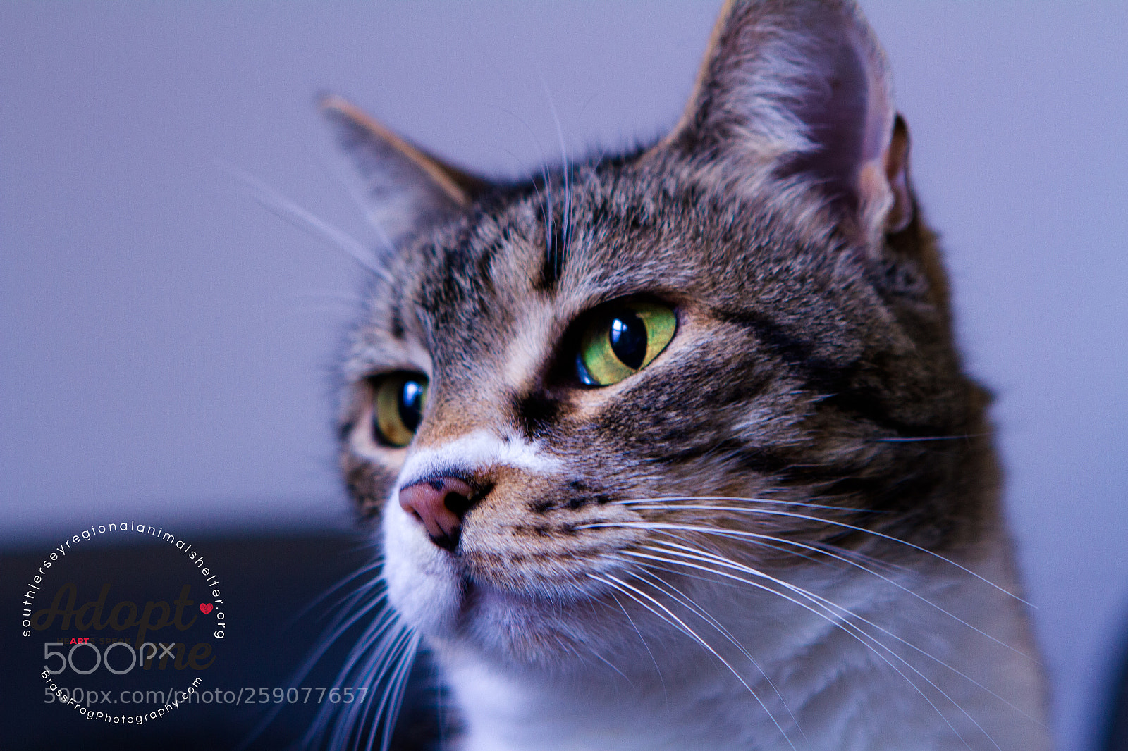 Canon EOS 7D sample photo. Adopt- don't shop photography