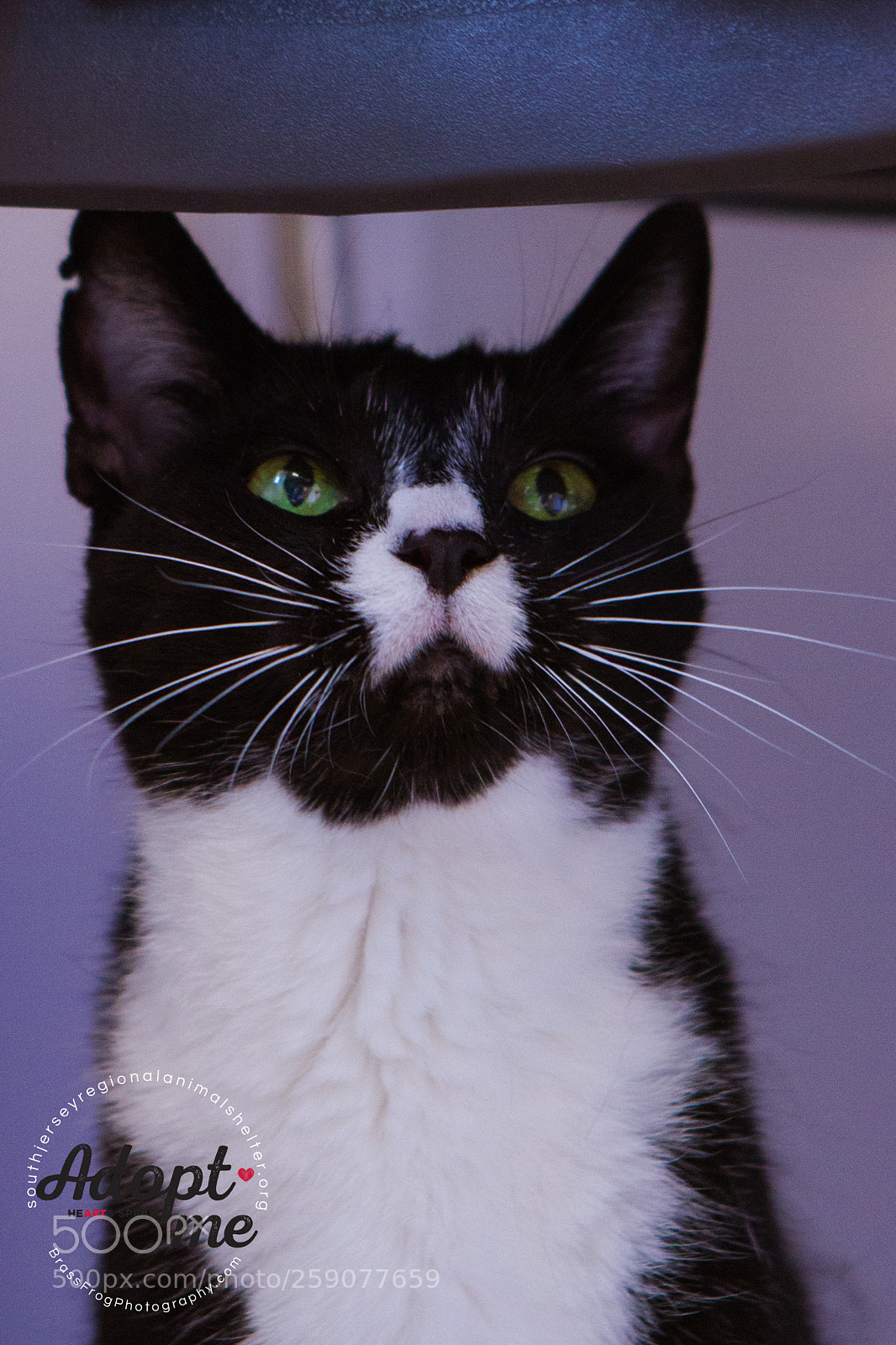 Canon EOS 7D sample photo. Adopt- don't shop photography