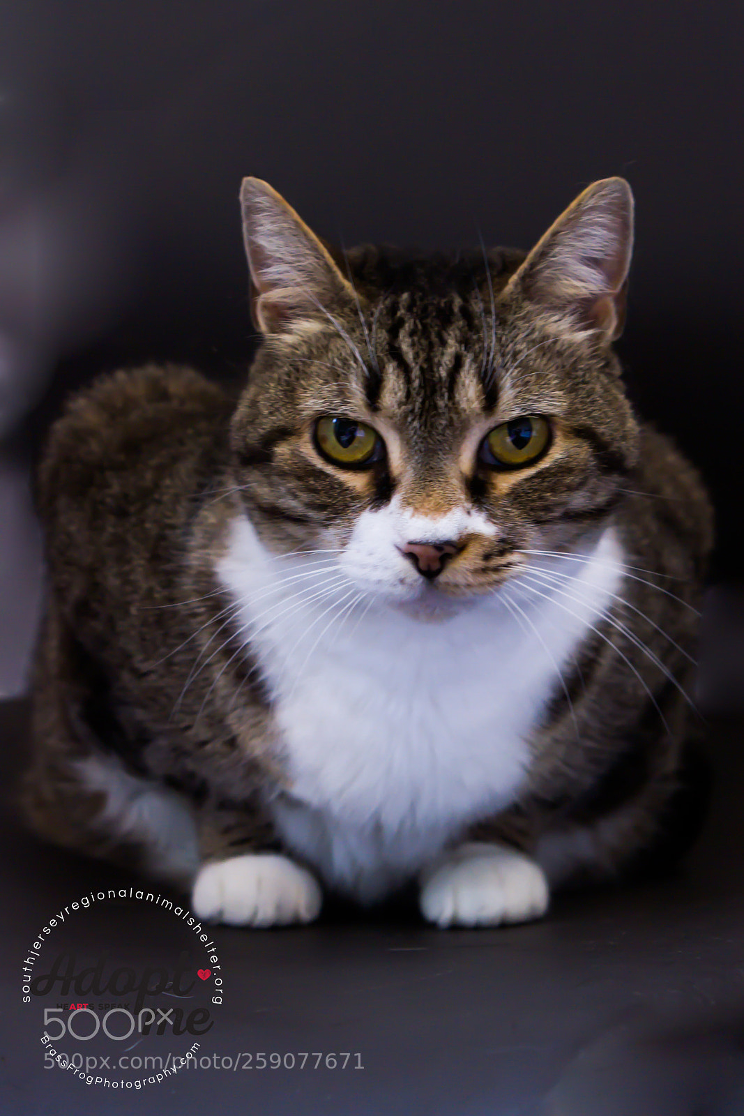 Canon EOS 7D sample photo. Adopt- don't shop photography