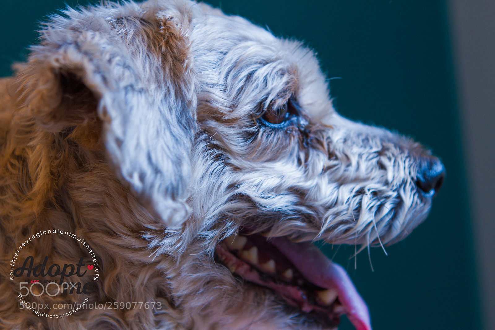 Canon EOS 7D sample photo. Adopt- don't shop photography