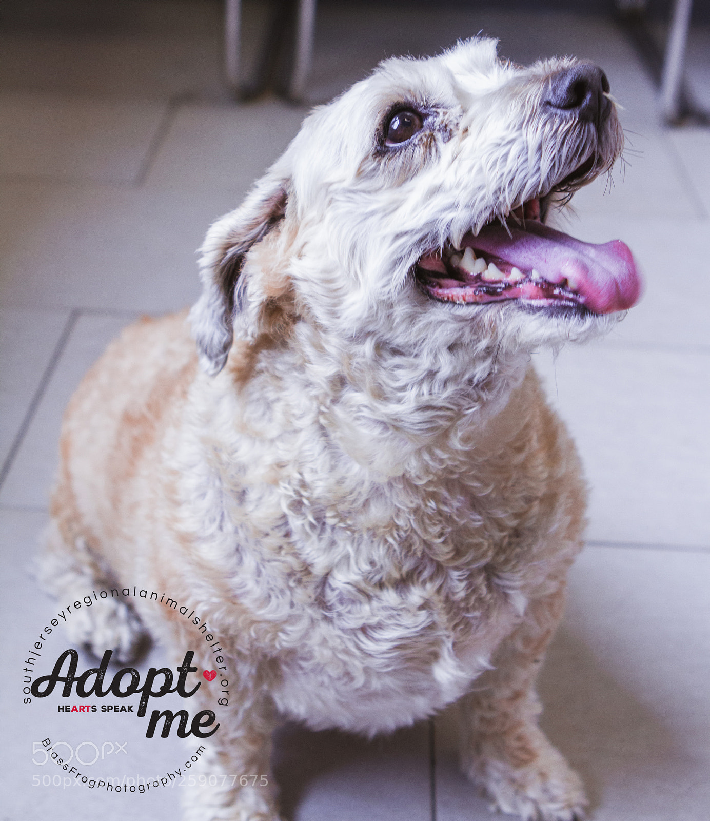 Canon EOS 7D sample photo. Adopt- don't shop photography
