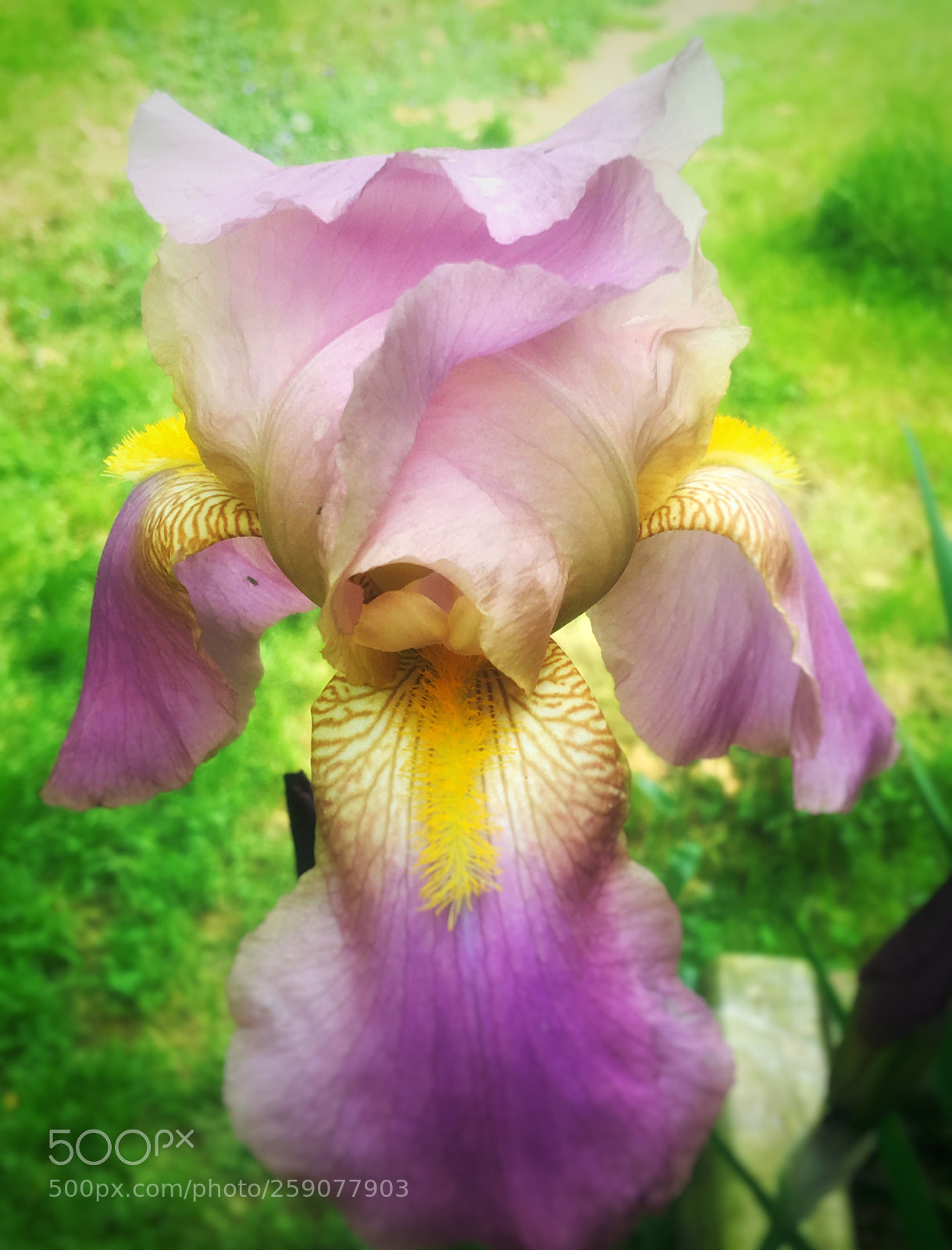 Apple iPhone 6s Plus sample photo. Untitled photography