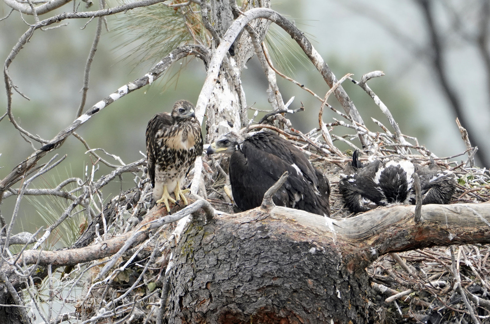Sony a7R III sample photo. Eagles and hawk 2 photography