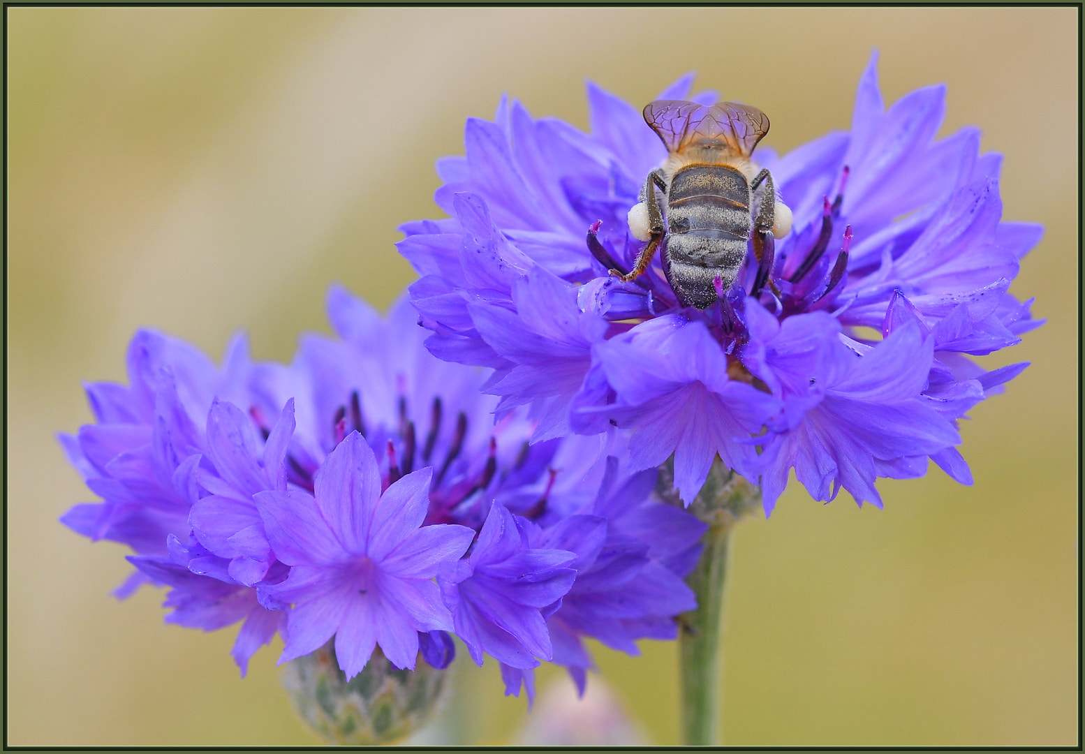 Nikon D850 + Sigma 105mm F2.8 EX DG OS HSM sample photo. Ultra fast nectar collector photography