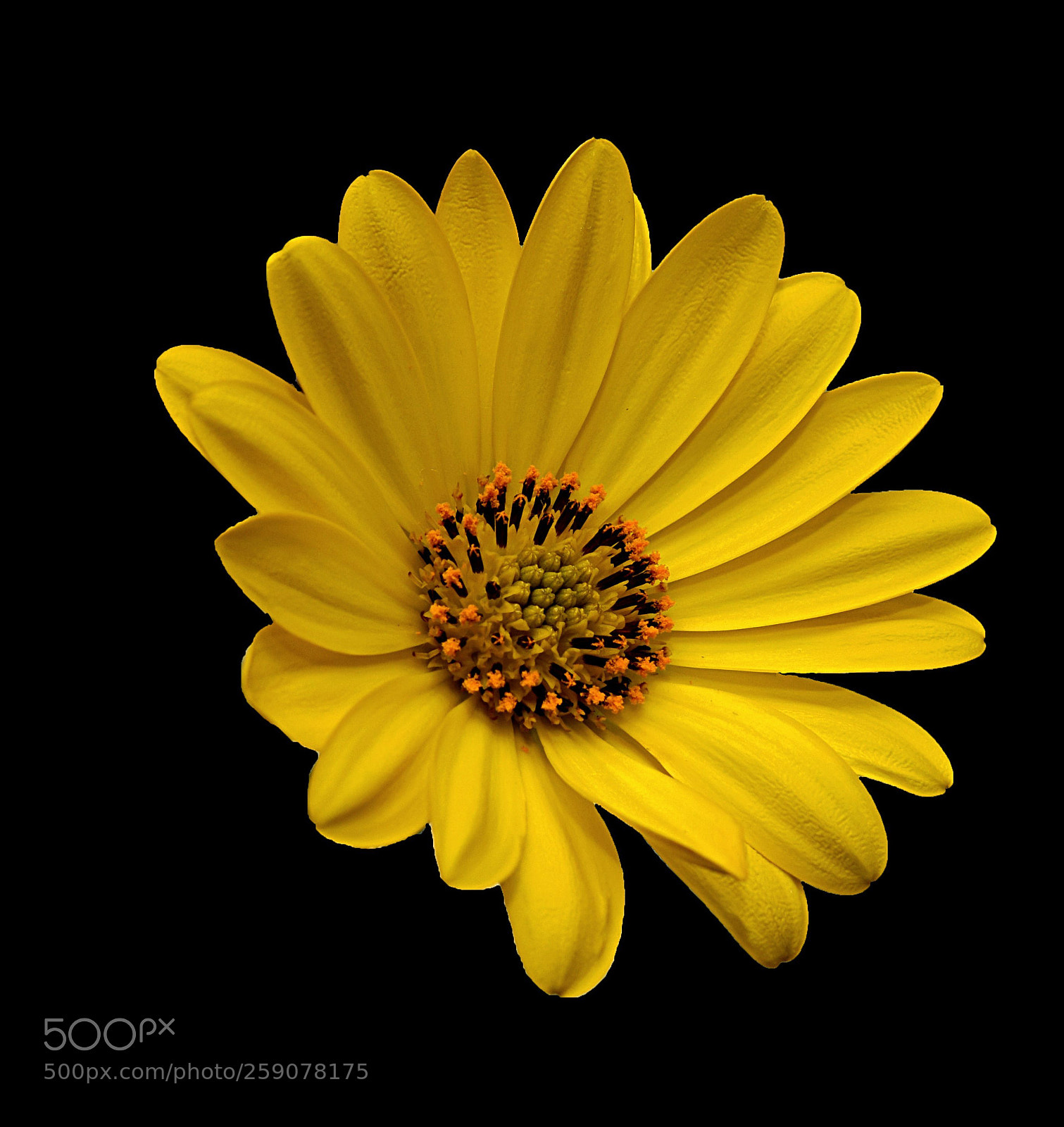 Nikon D810 sample photo. Yellow daisy photography