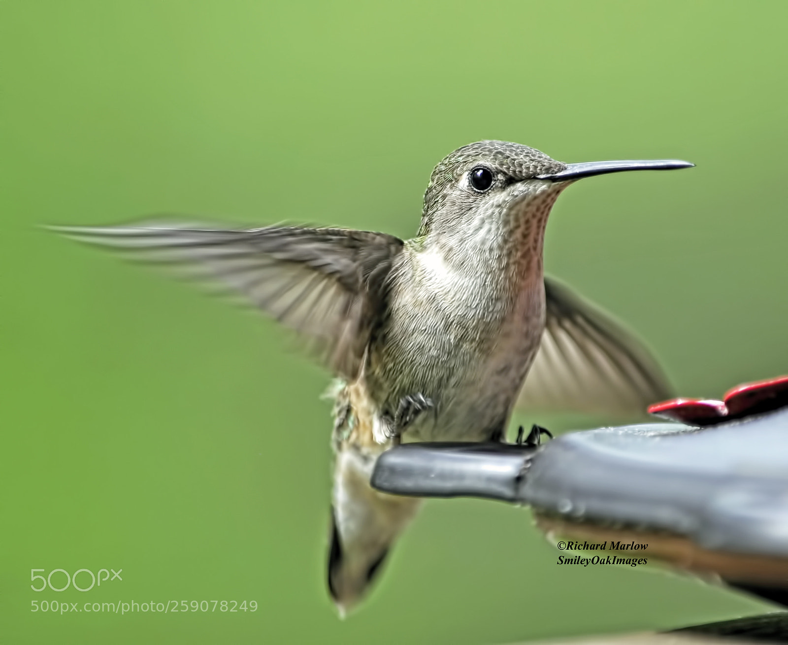 Nikon D5000 sample photo. Hummingbird photography