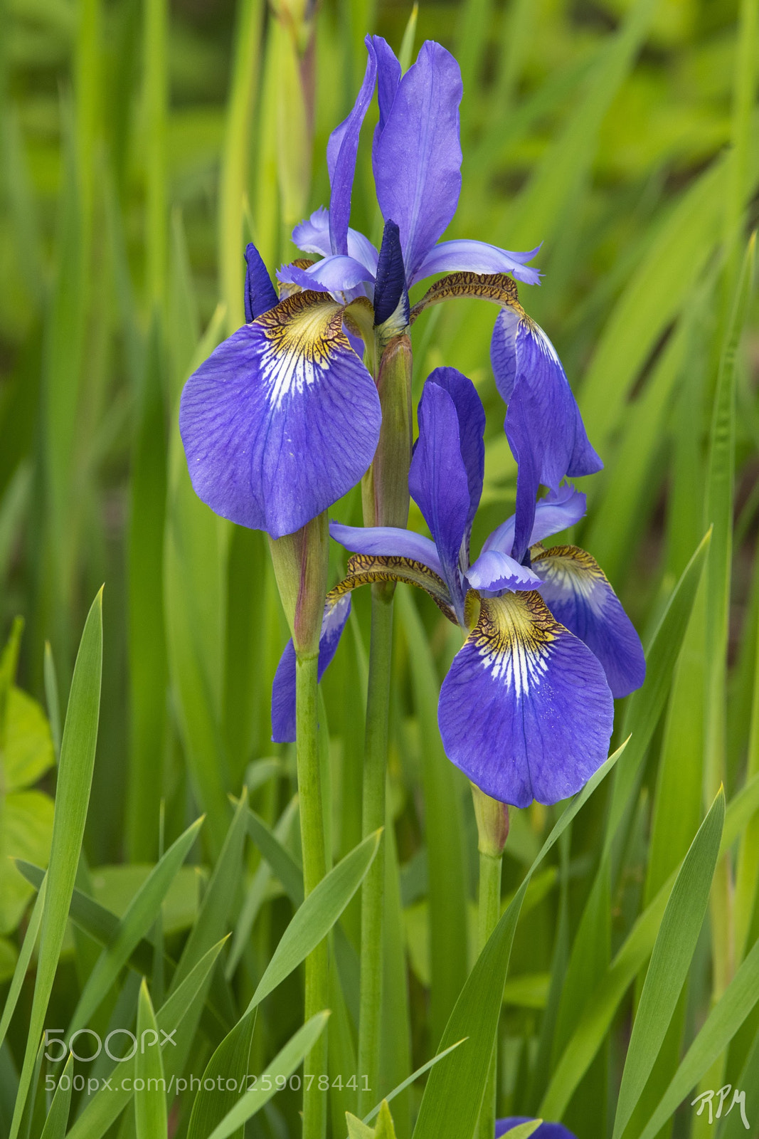 Nikon D500 sample photo. Blue flag irises in photography
