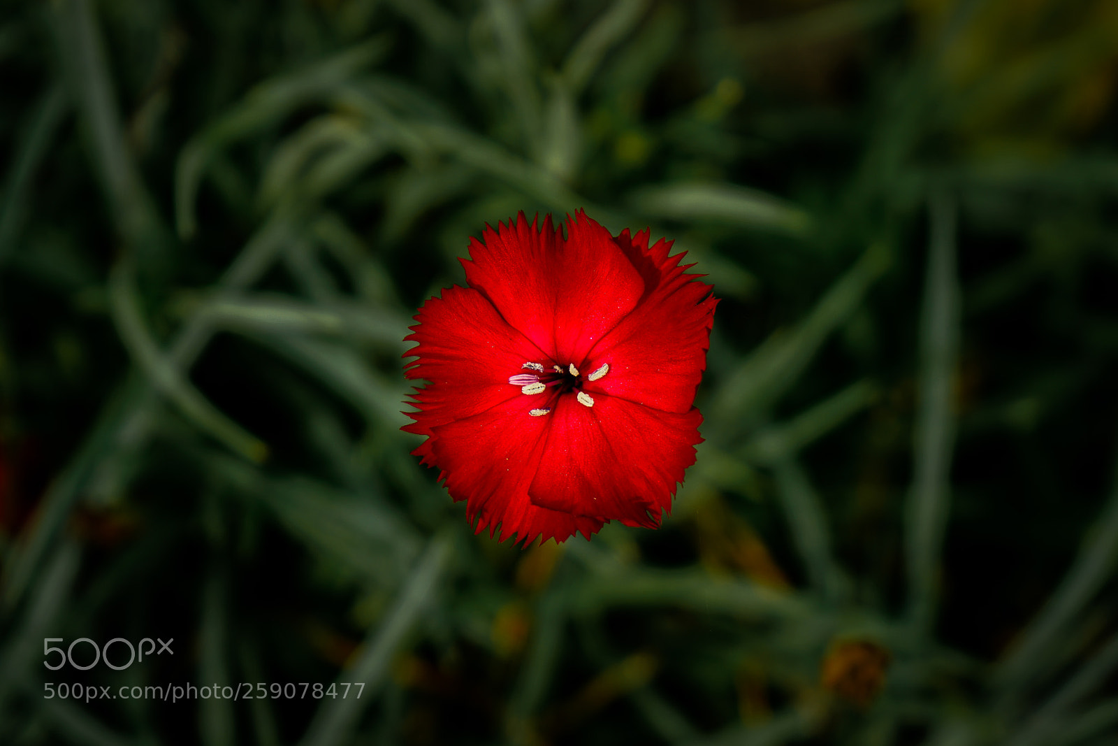Sony a7R II sample photo. Not fake photography