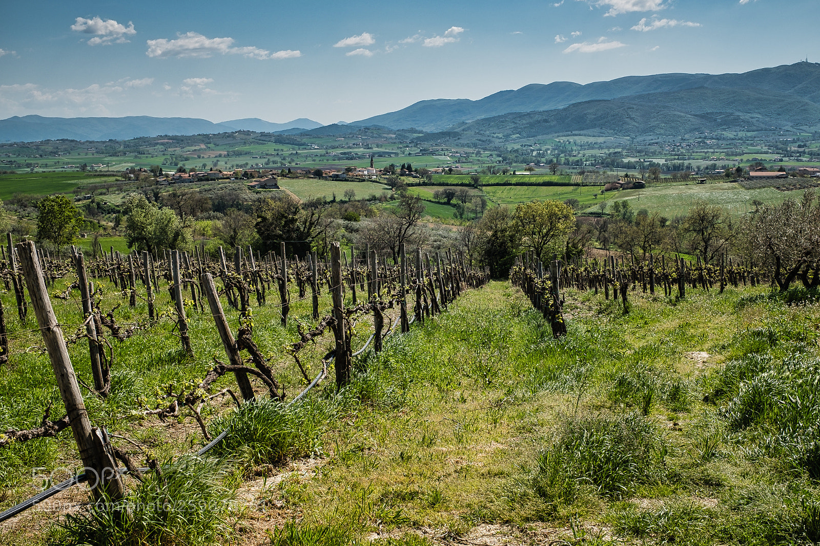 Fujifilm X-T2 sample photo. Vineyard in montefalco, italy photography