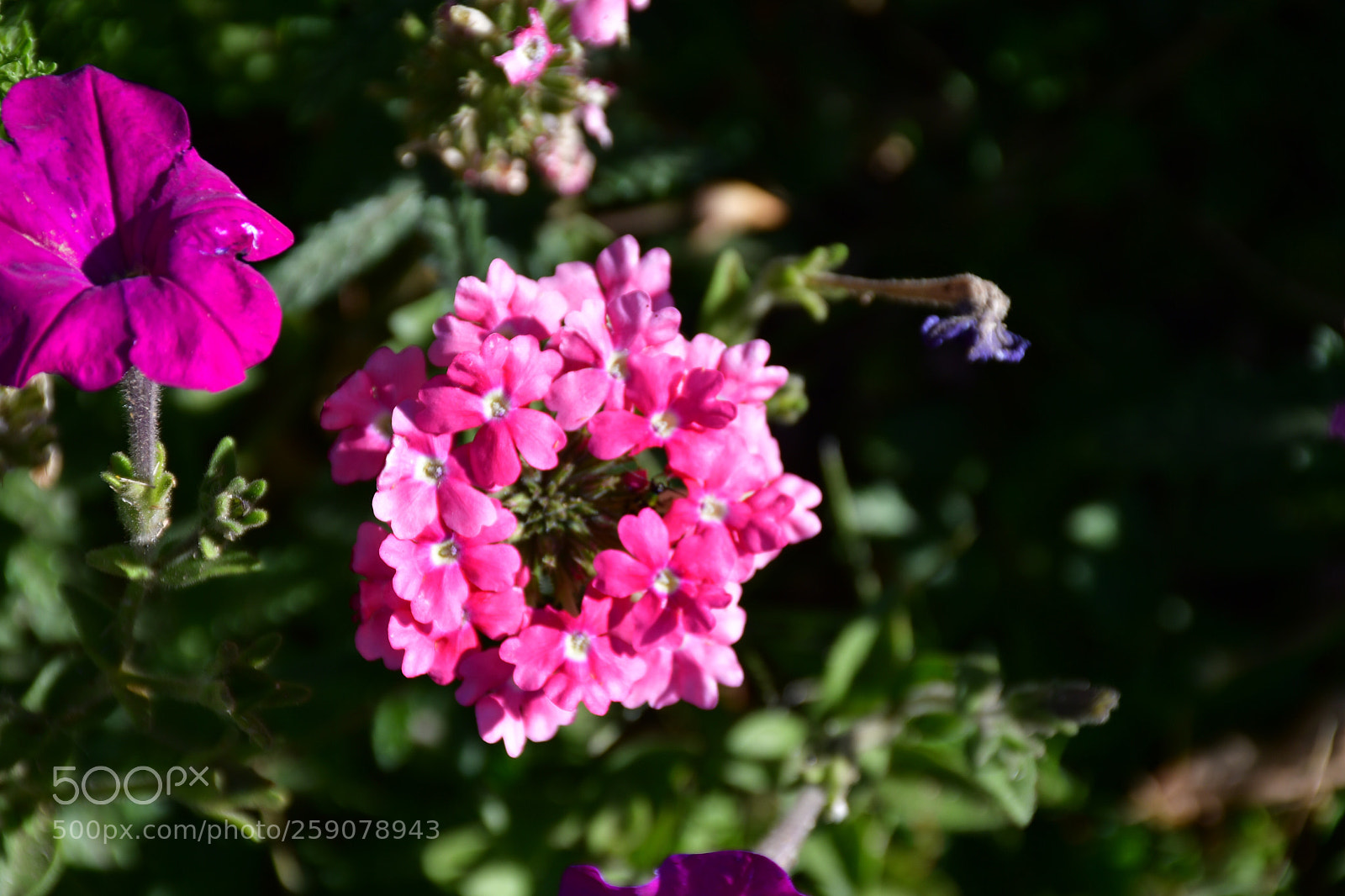Nikon D7500 sample photo. Untitled photography