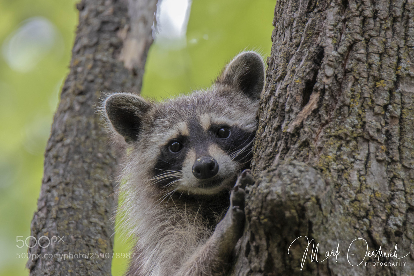Canon EOS 80D sample photo. Raccoon photography