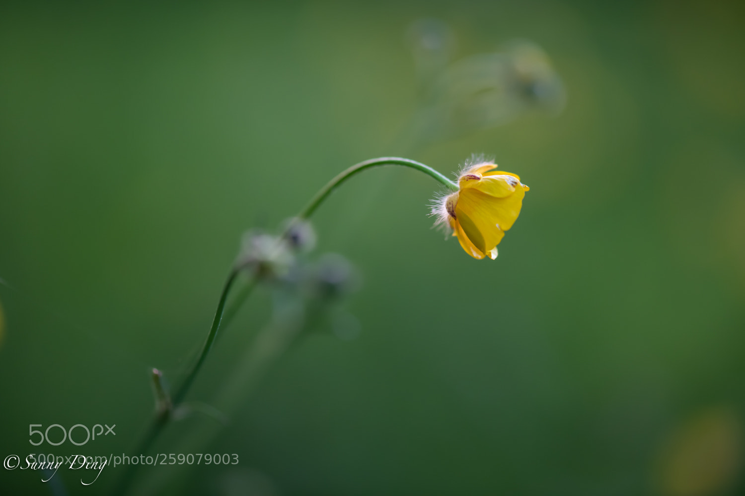 Nikon D850 sample photo. At a shy look photography