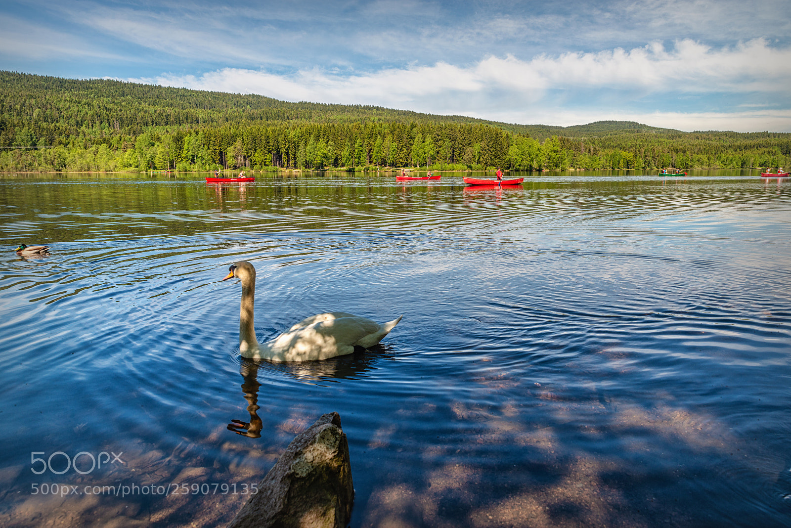 Nikon D800 sample photo. Swan and recreation photography