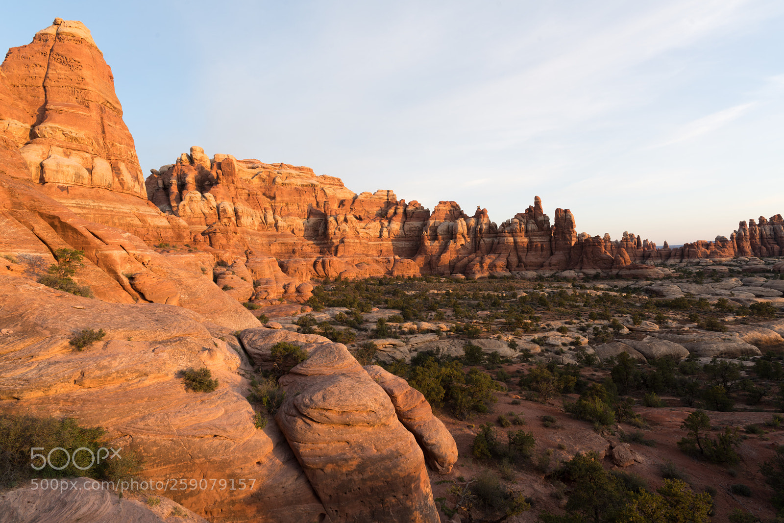 Sony a99 II sample photo. Surrounded by needles photography