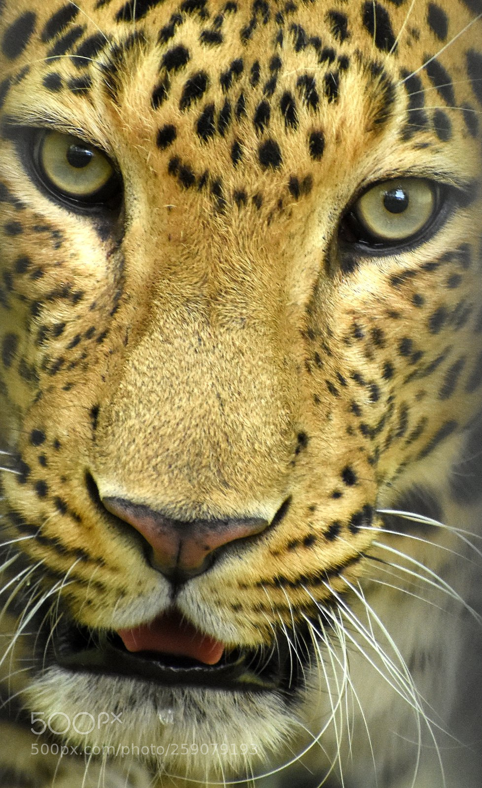 Nikon D7200 sample photo. Leopard photography
