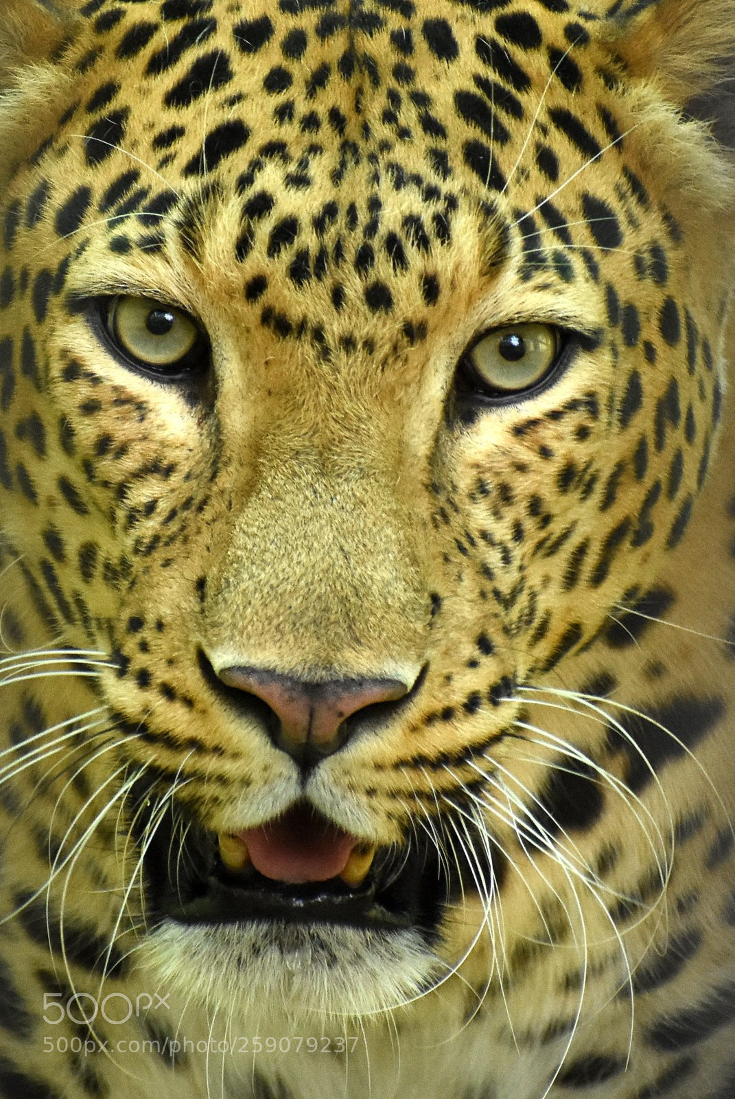 Nikon D7200 sample photo. Leopard photography
