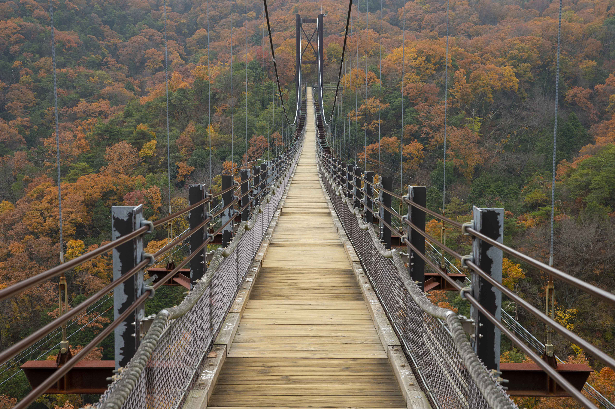 日本星野吊橋