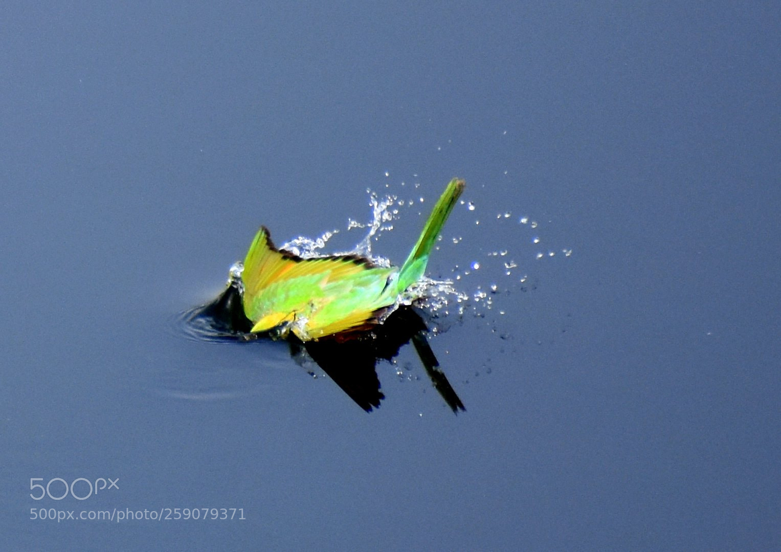 Nikon D7200 sample photo. Bee eater photography