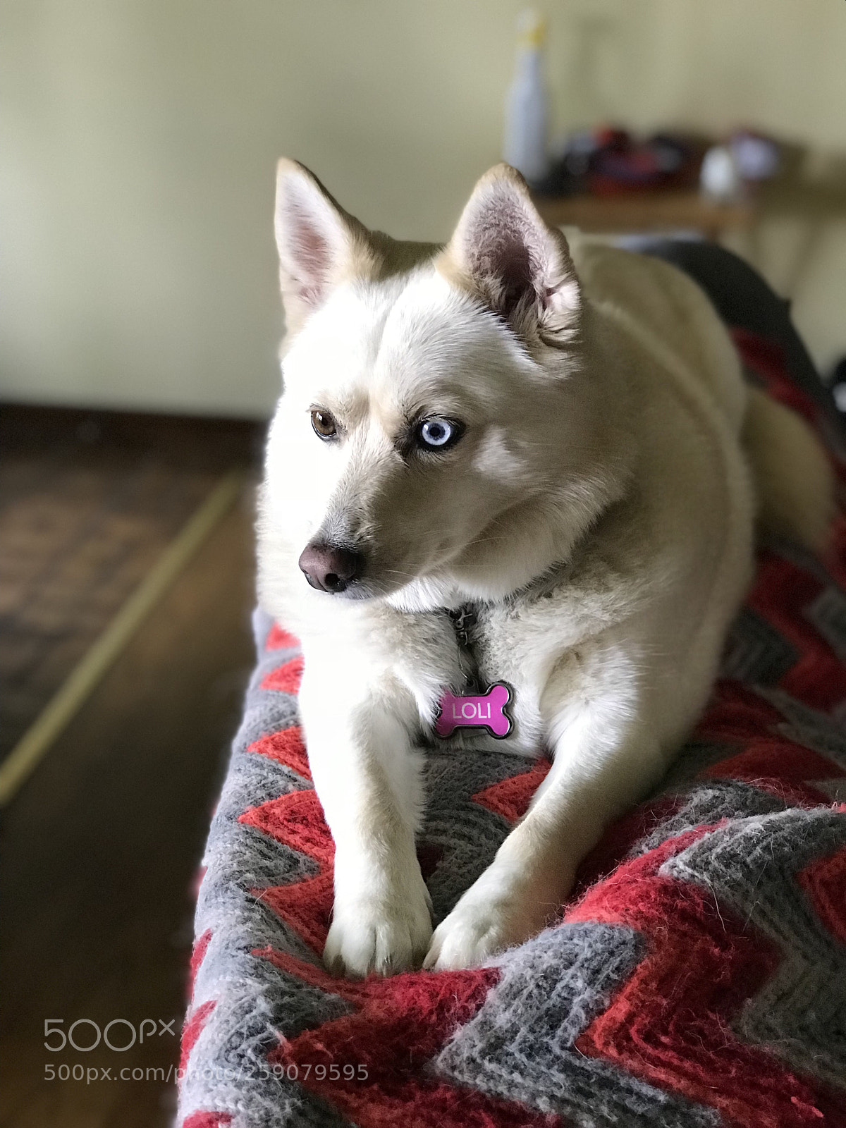 Apple iPhone 7 Plus sample photo. Loli perched photography