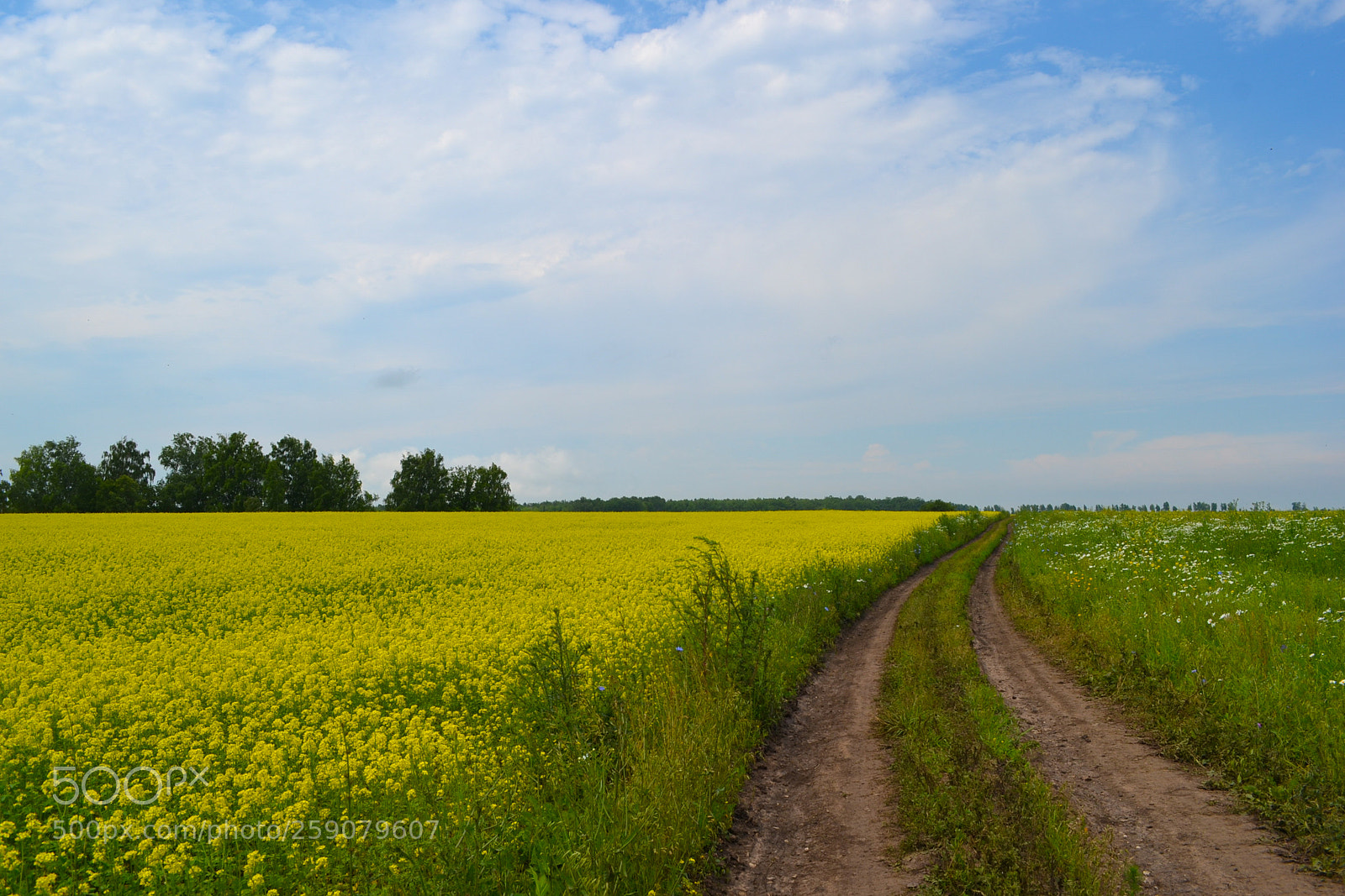 Nikon D3100 sample photo. Summer day photography